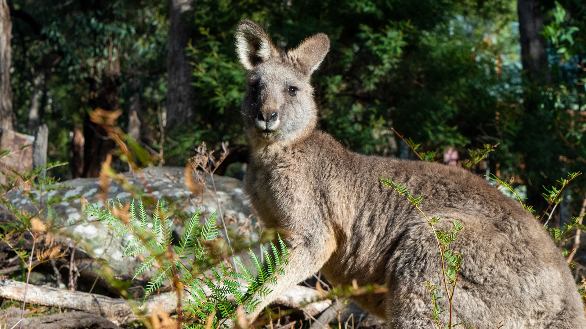 Grampians National Park - Victoria