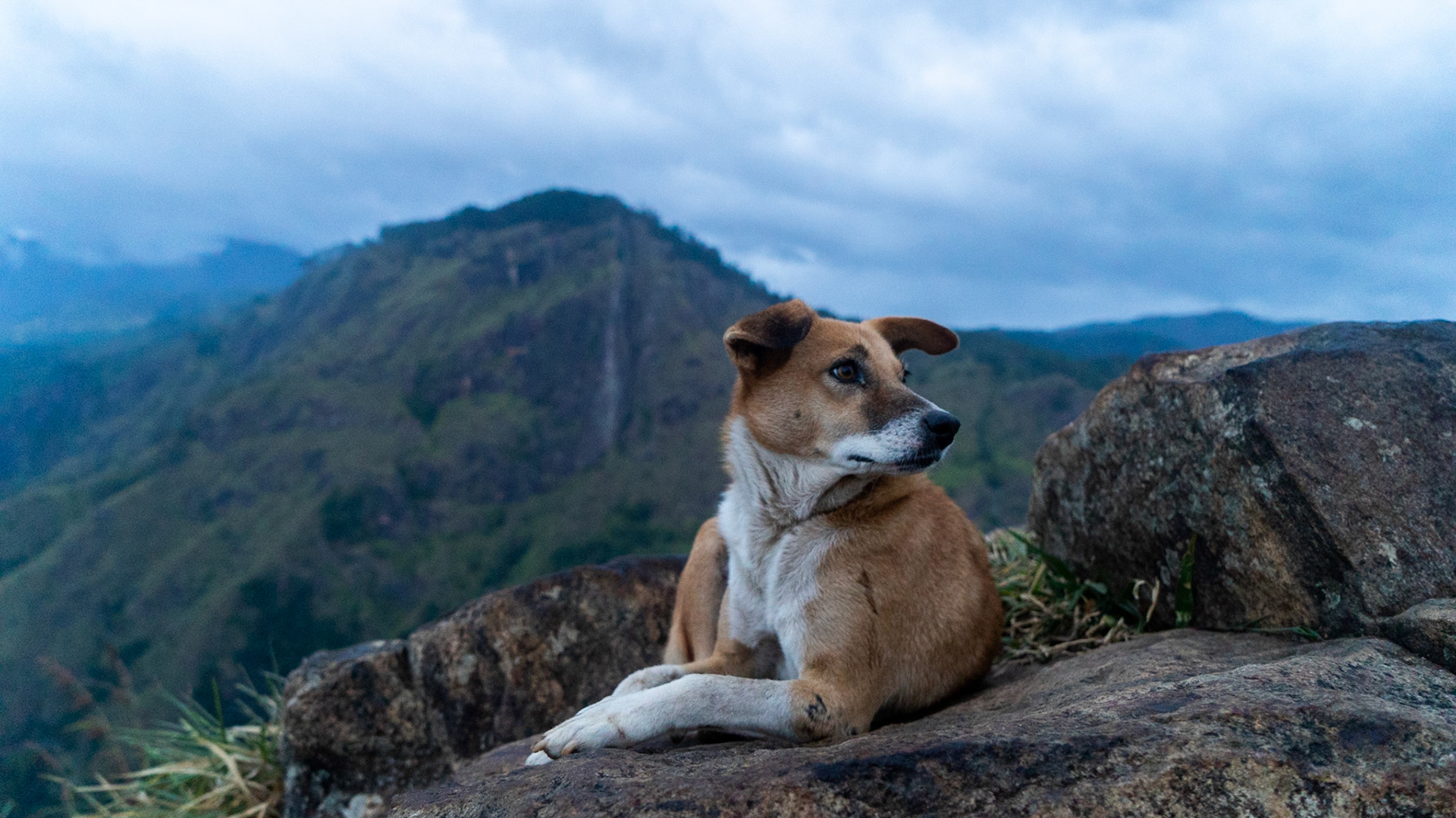 Adam's Peak - Ella
