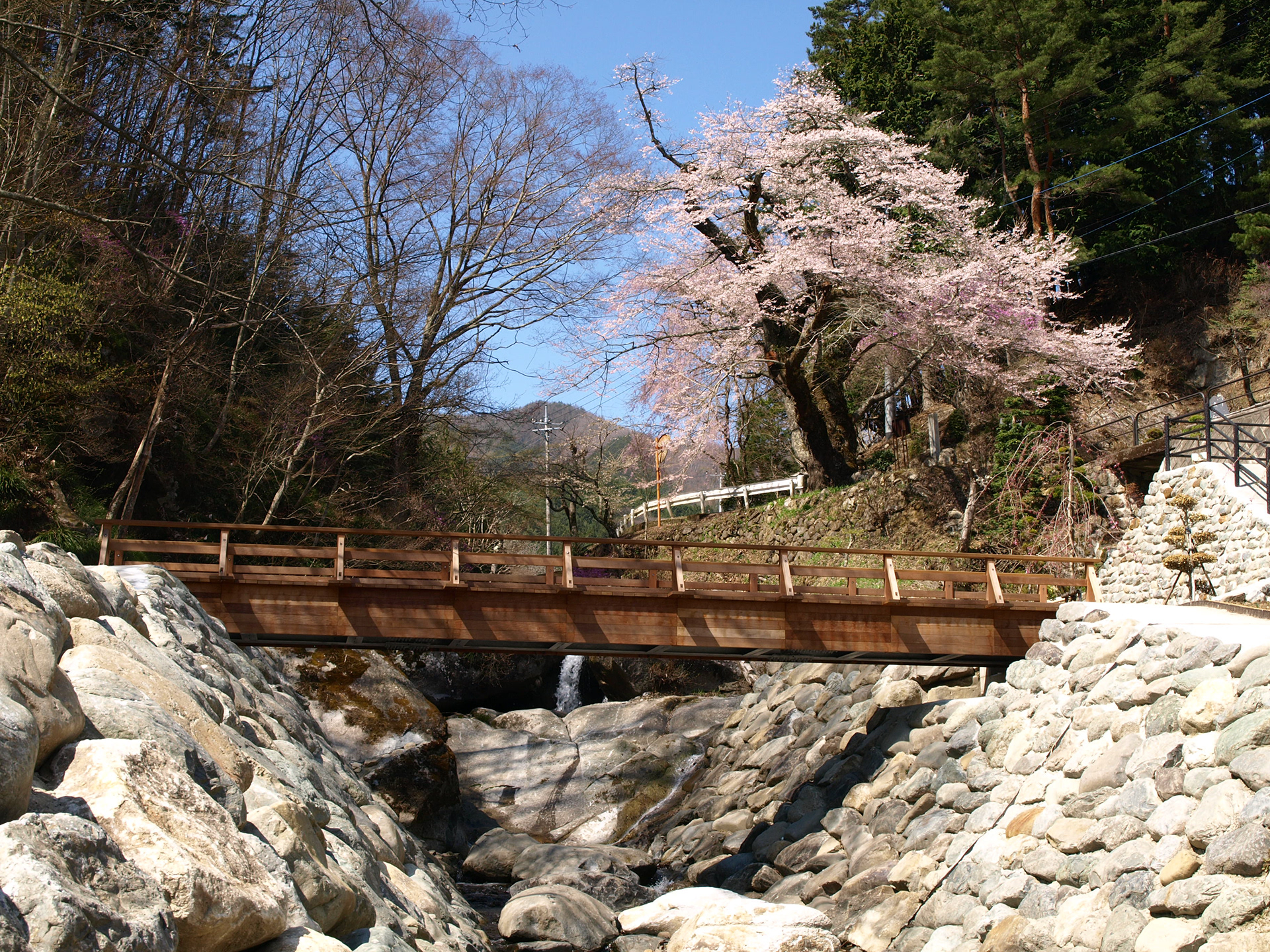 赤芝川天王桜