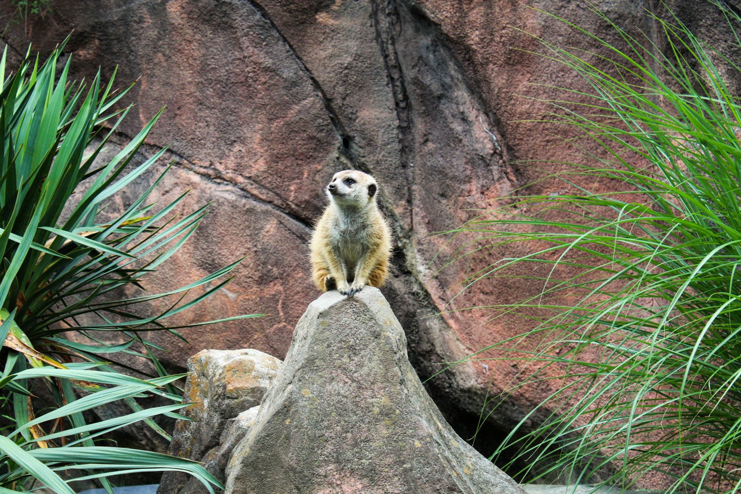 Meerkat on Rock