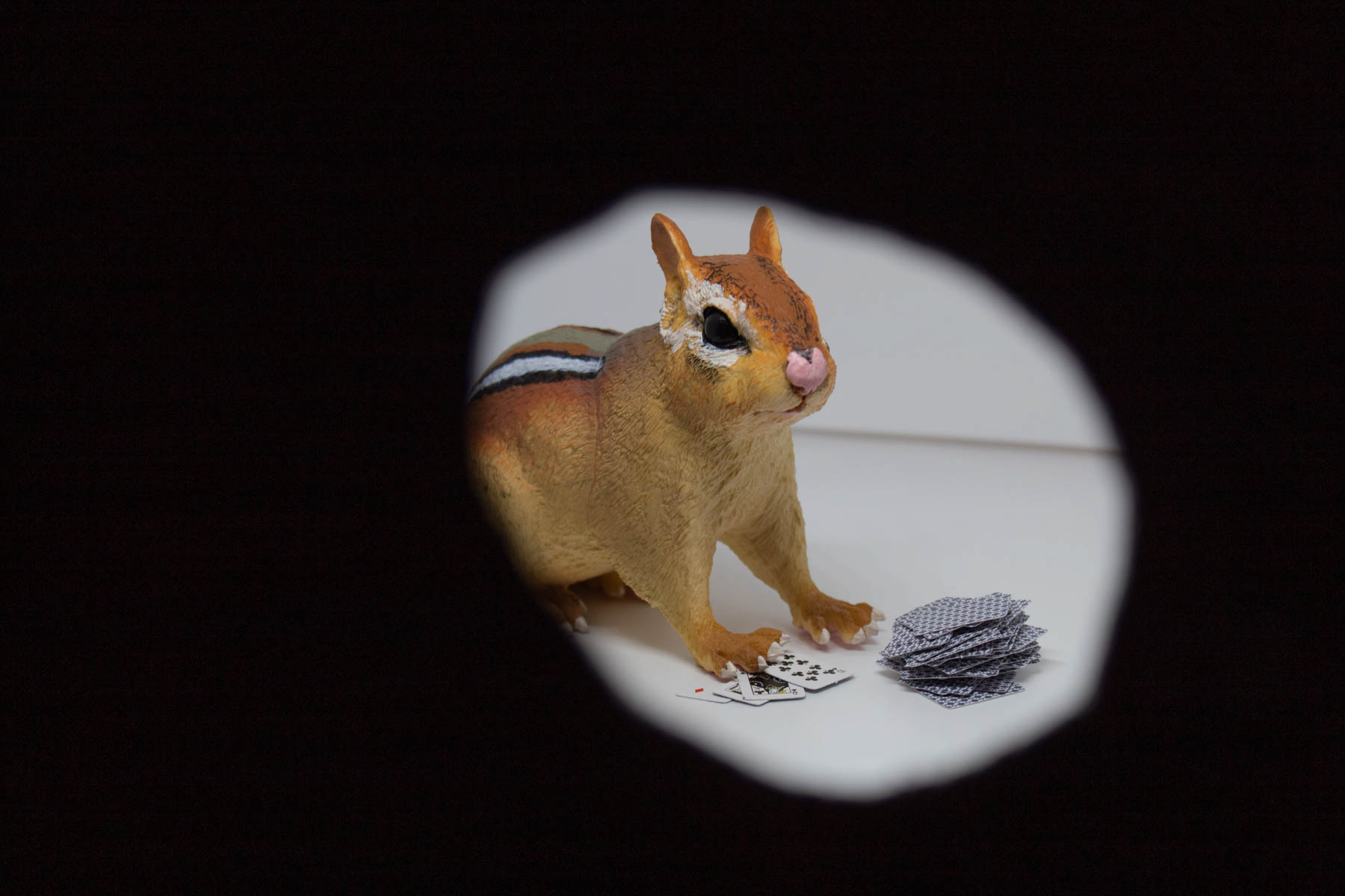 Secret Chipmunk Gambling