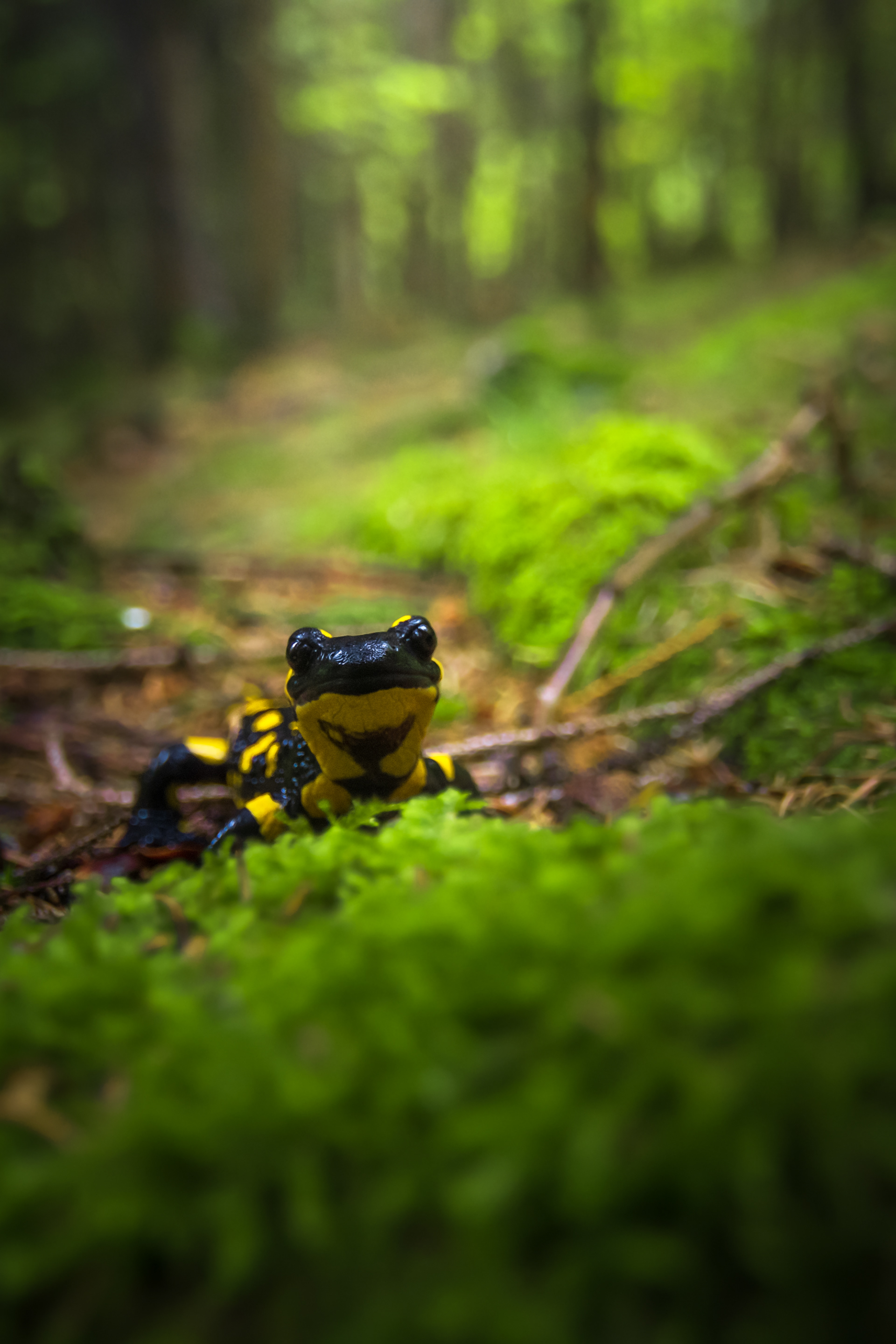 Feuersalamander