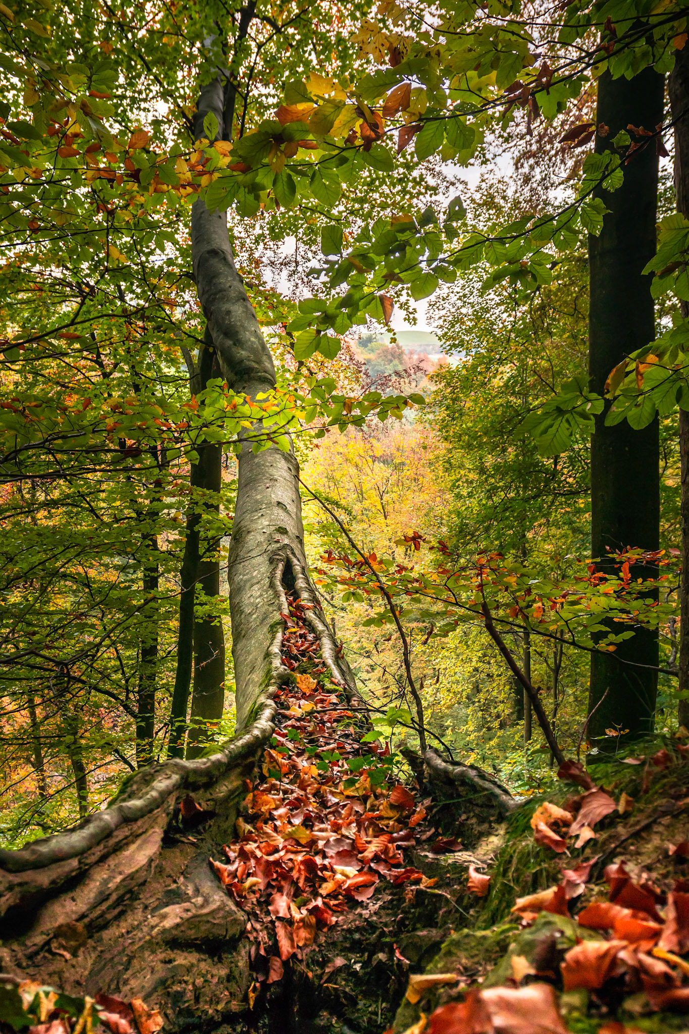 Herbstbaum