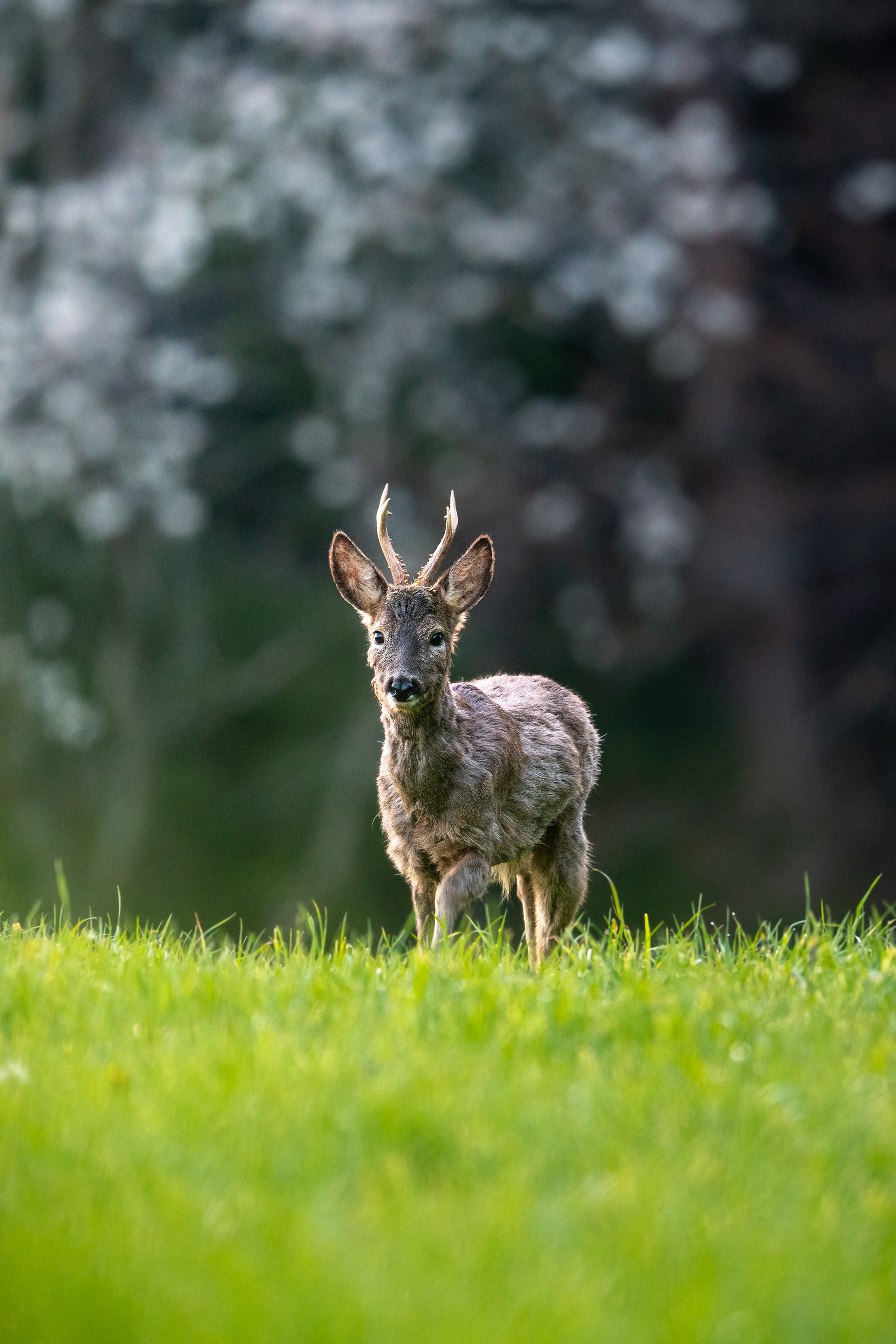 Rehbock im Frühling