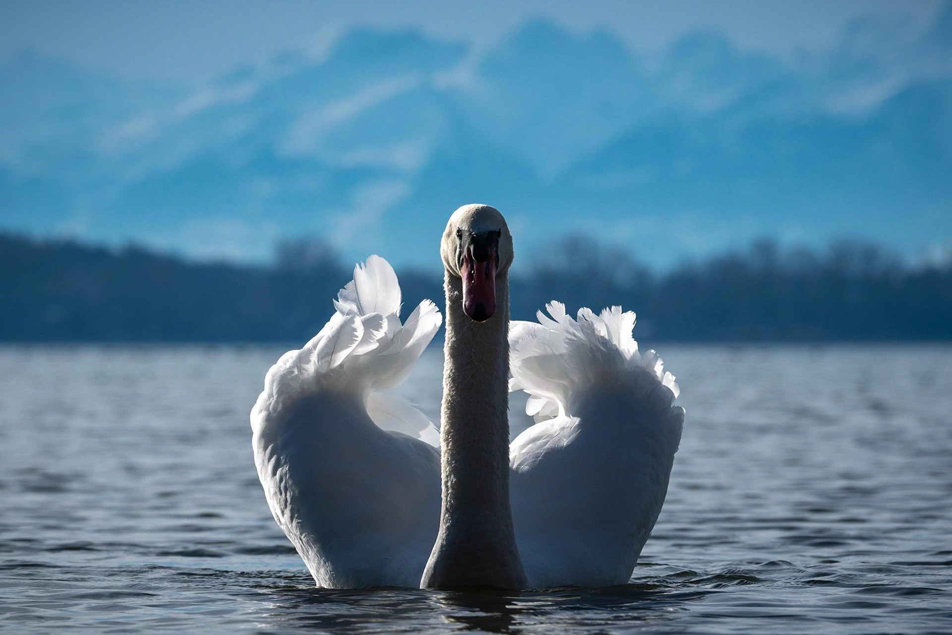 Höckerschwan