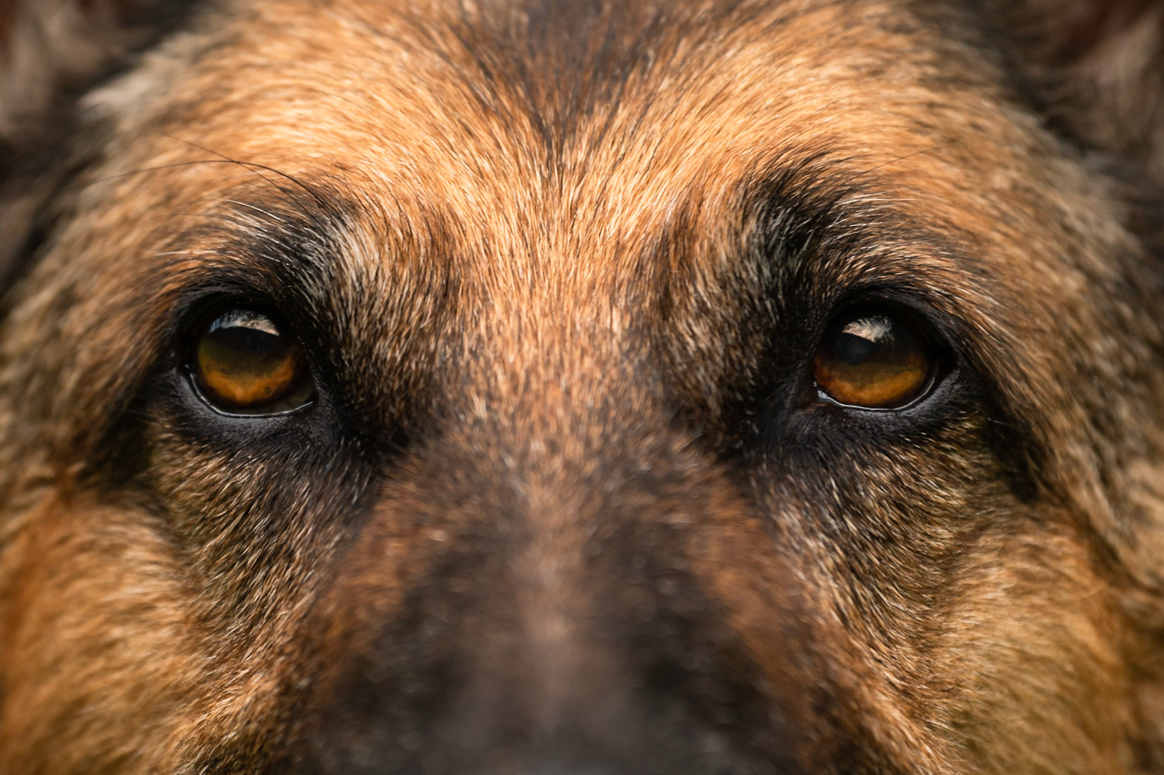 Dingo