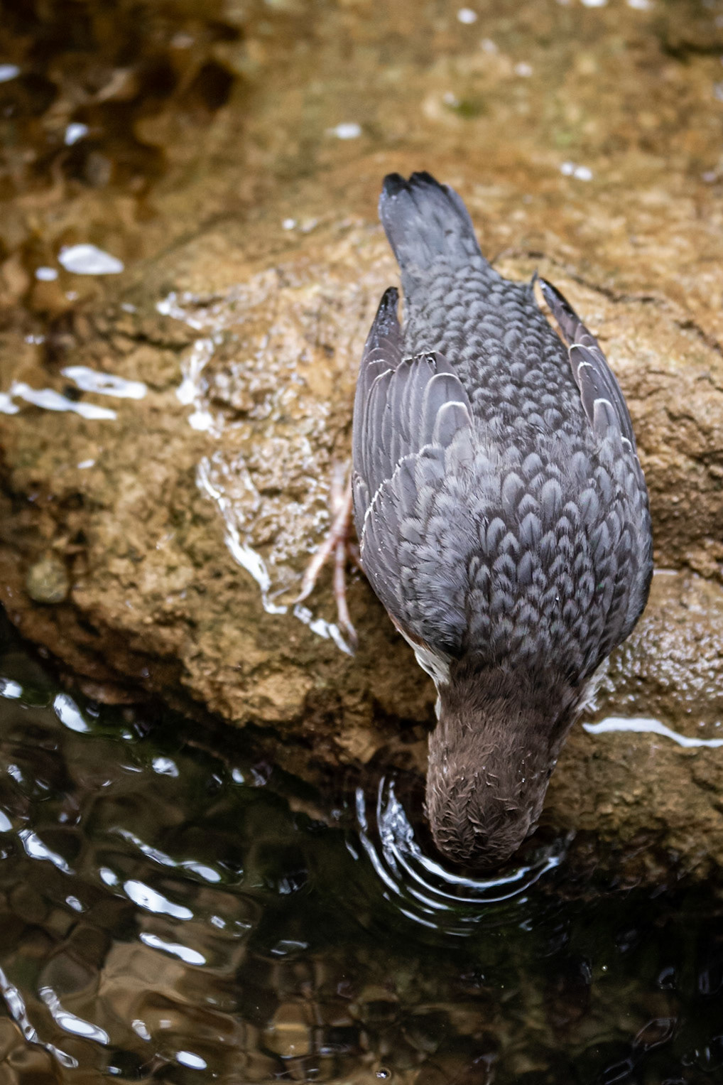 Wasseramsel