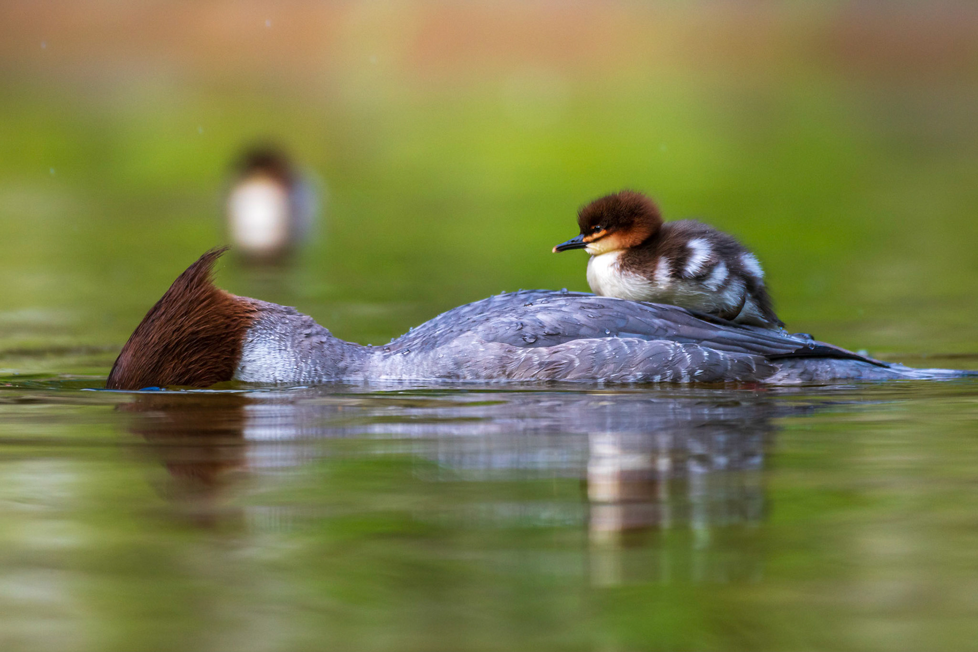Gänsesäger mit Küken