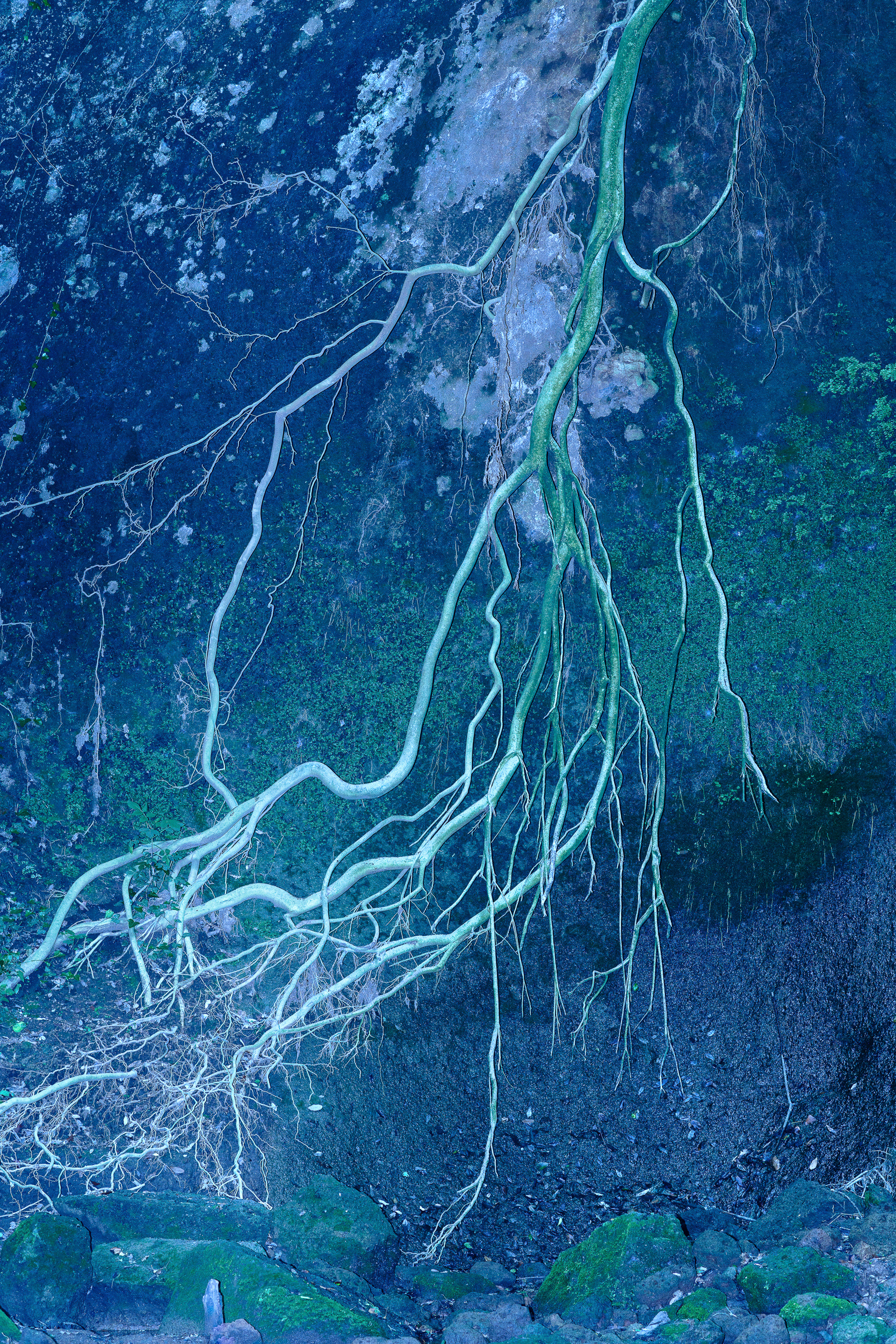 Japanese Hanging Gardens