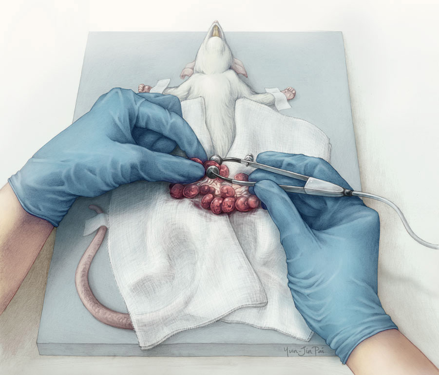 in-utero electroporation microsurgery