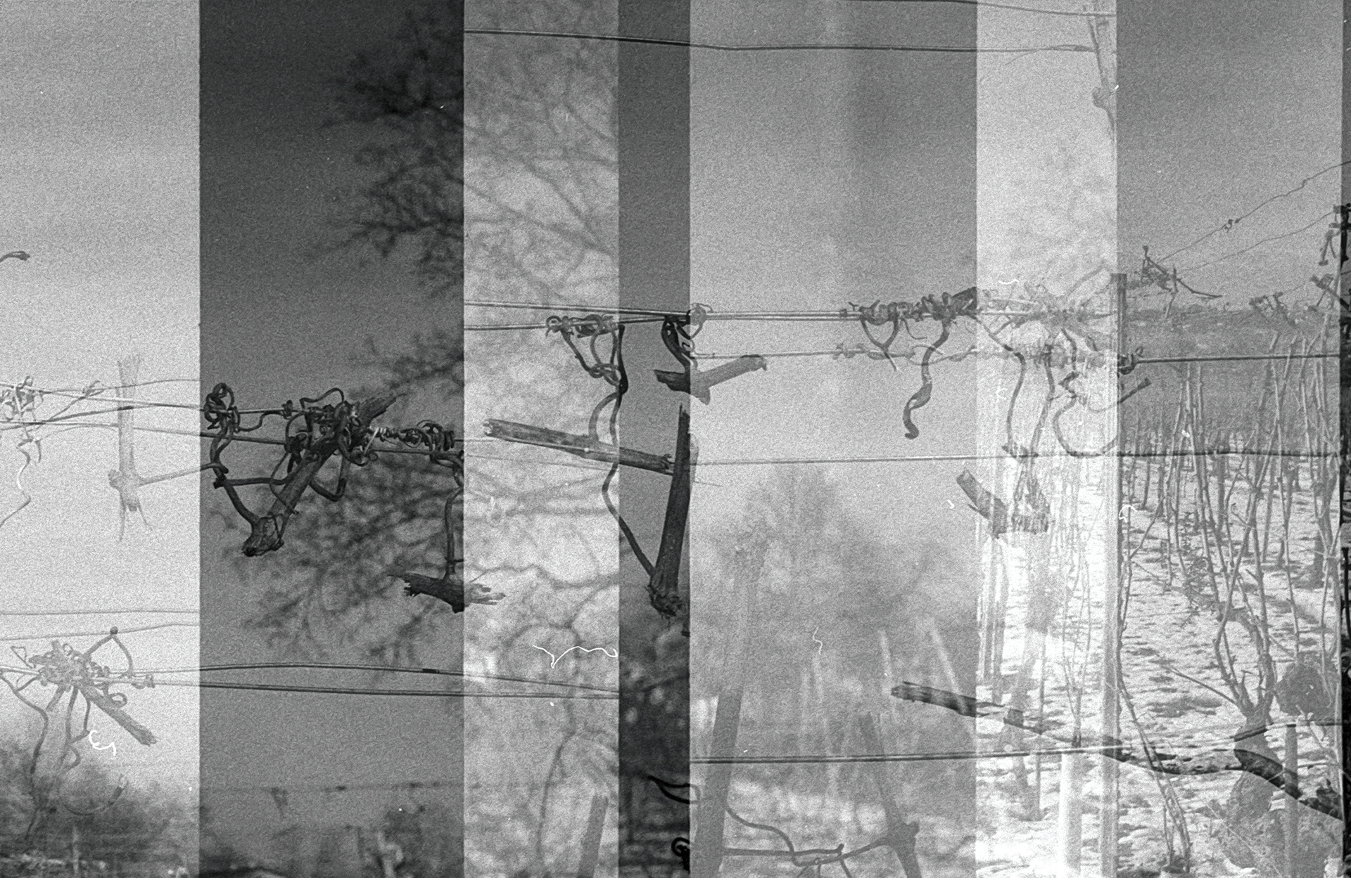 Olympus Pen F, Ilford XP-5, avancement de film défectueux 01