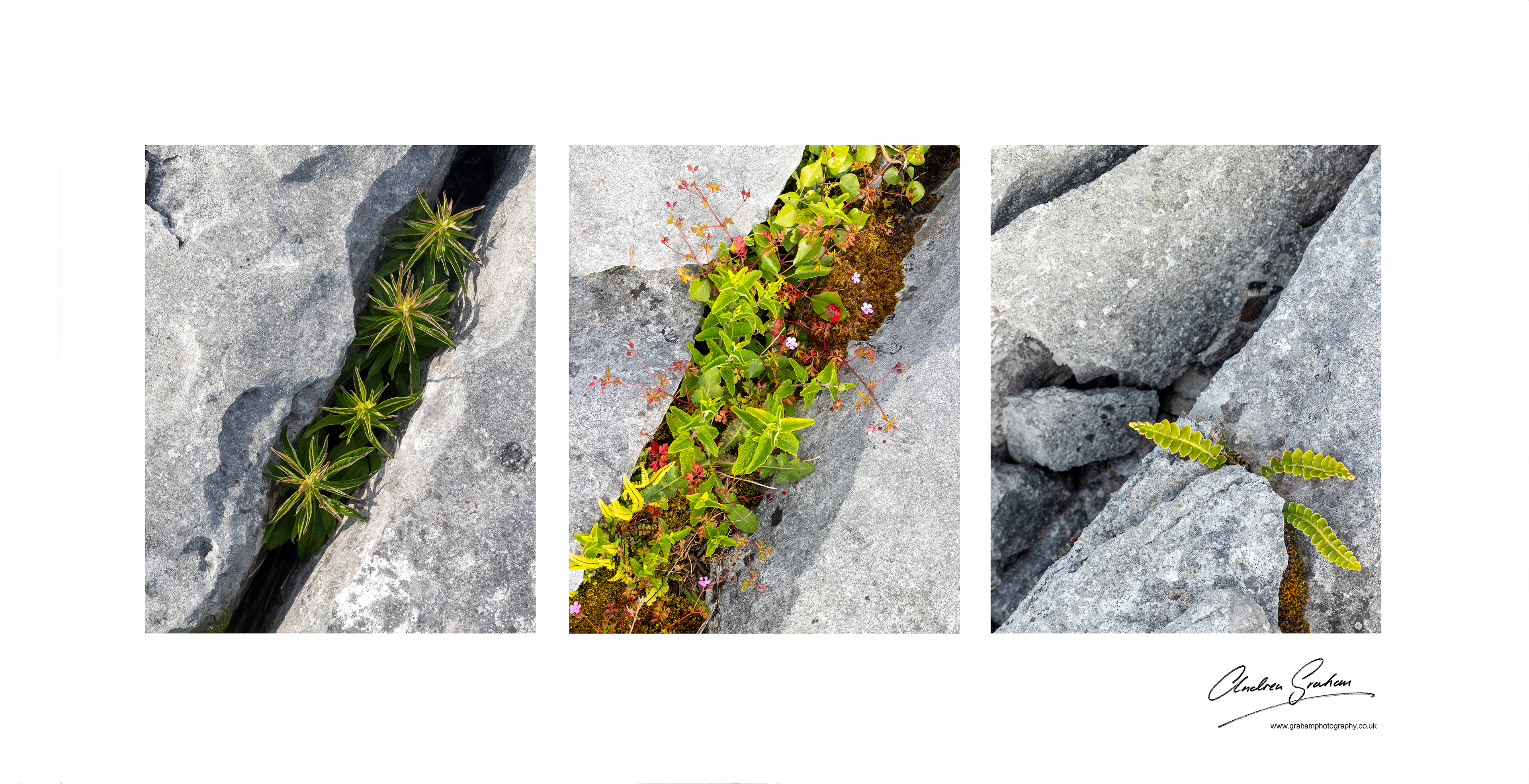 Black Head Peninsula