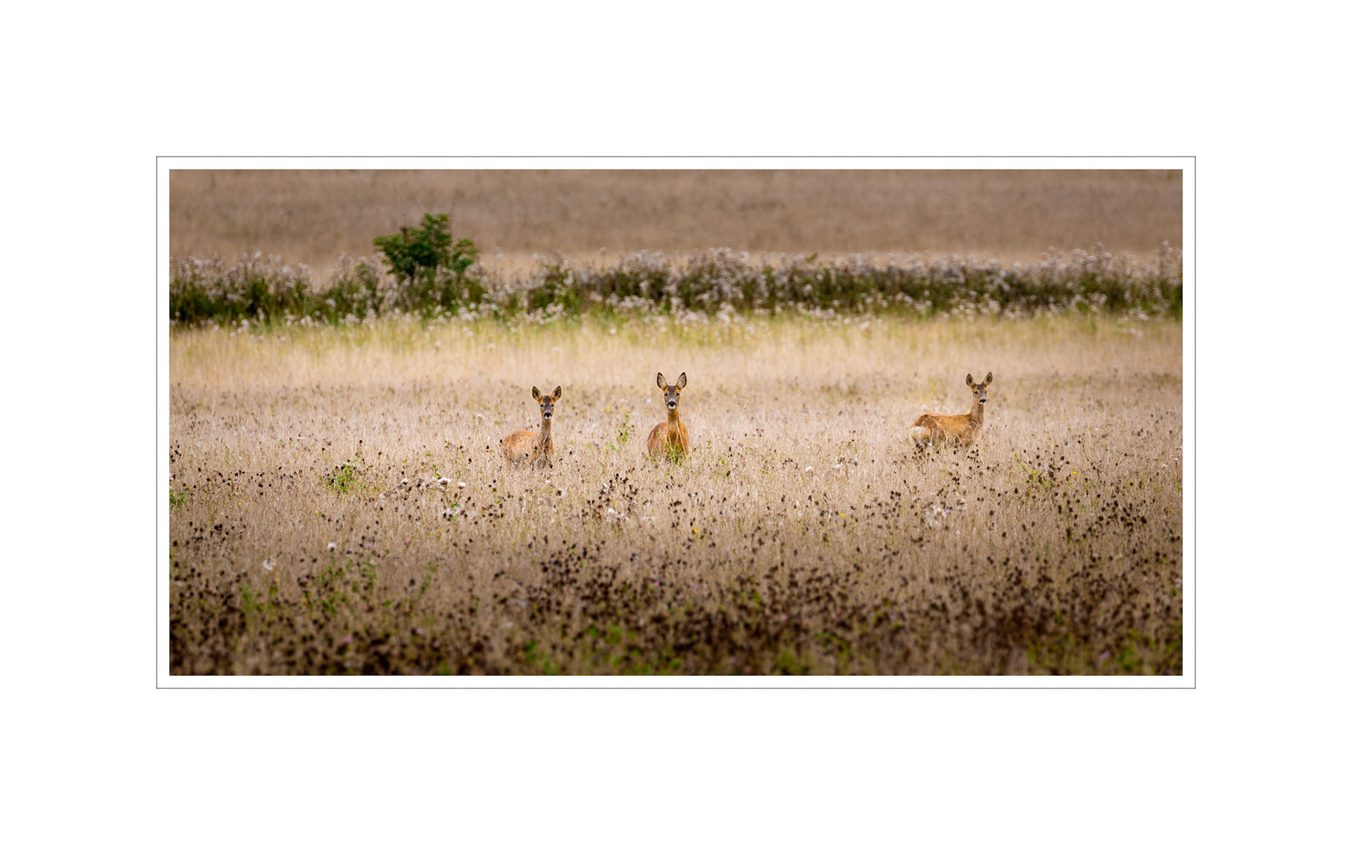 Roe Deer - Lindisfarne