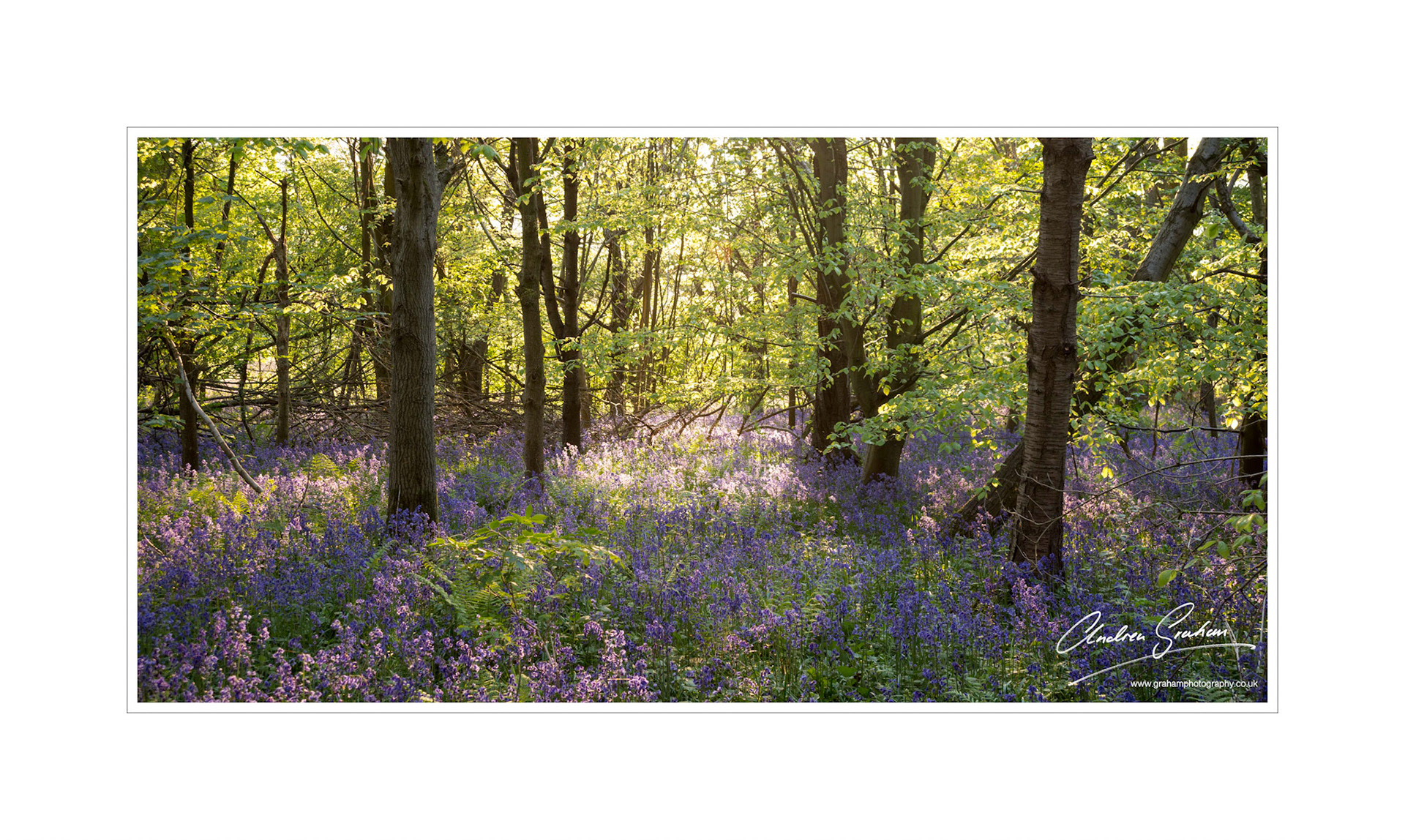 Bluebell Woods, Edgehill