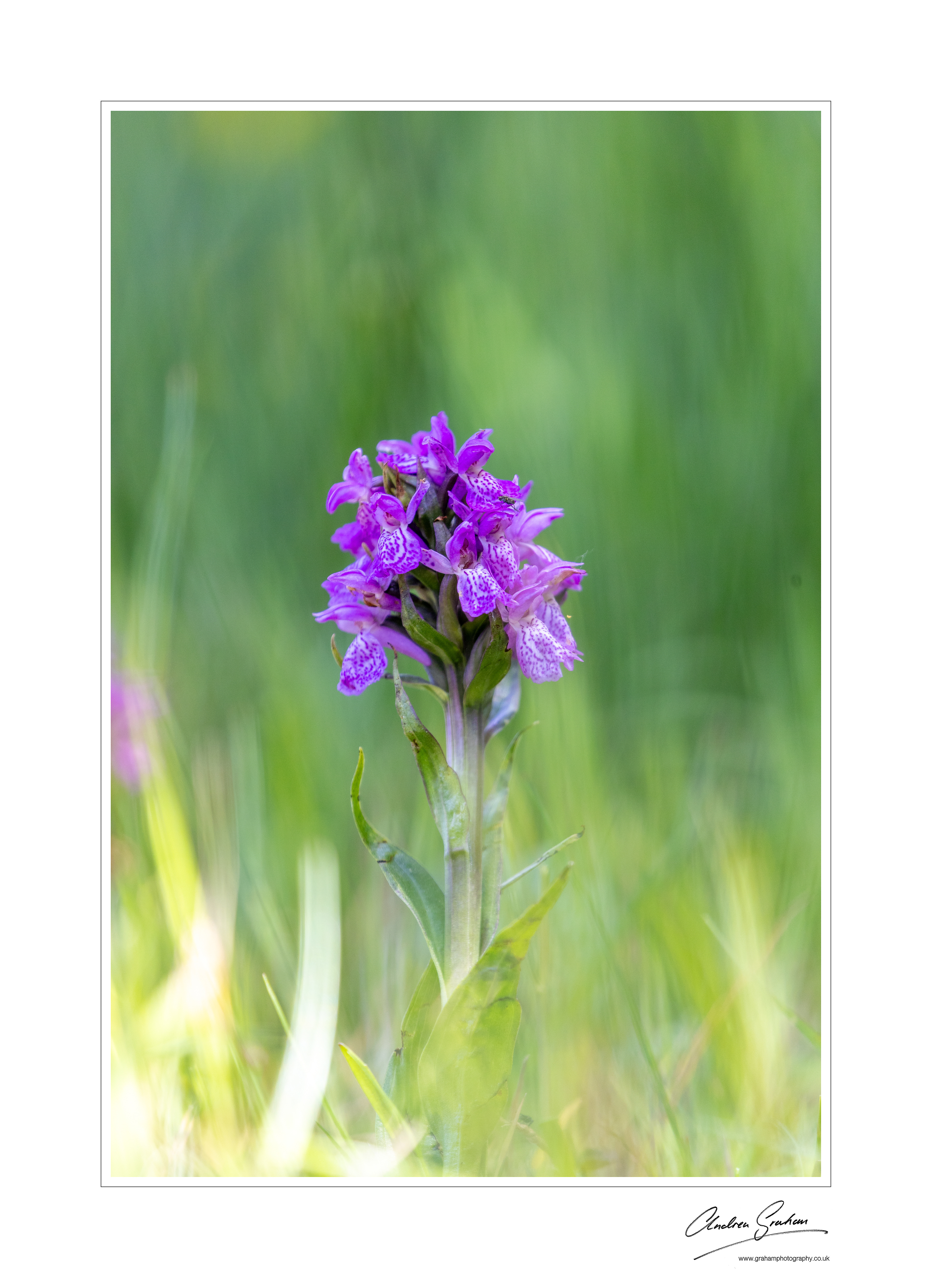 Marsh Orchid n ear Castlecove