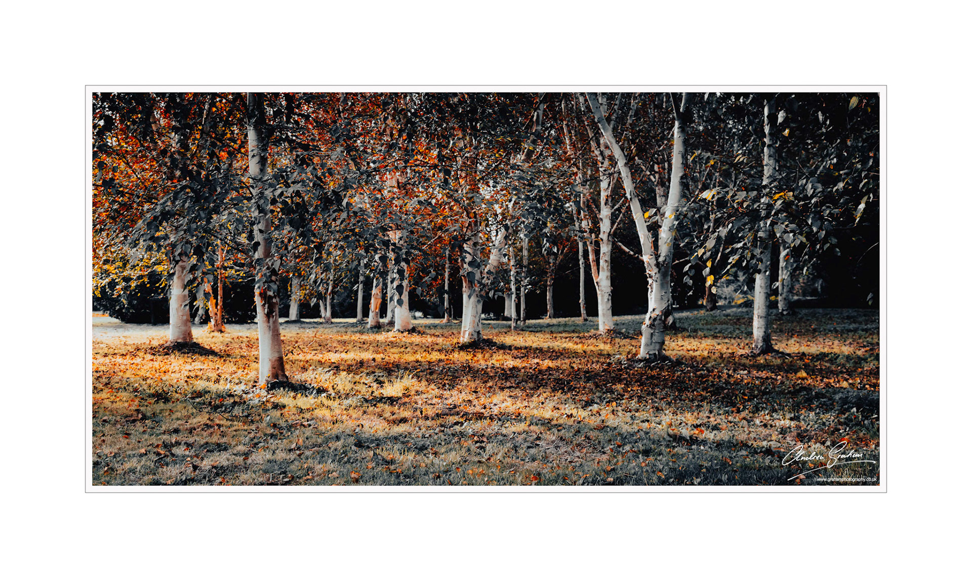 Birches - Thenford