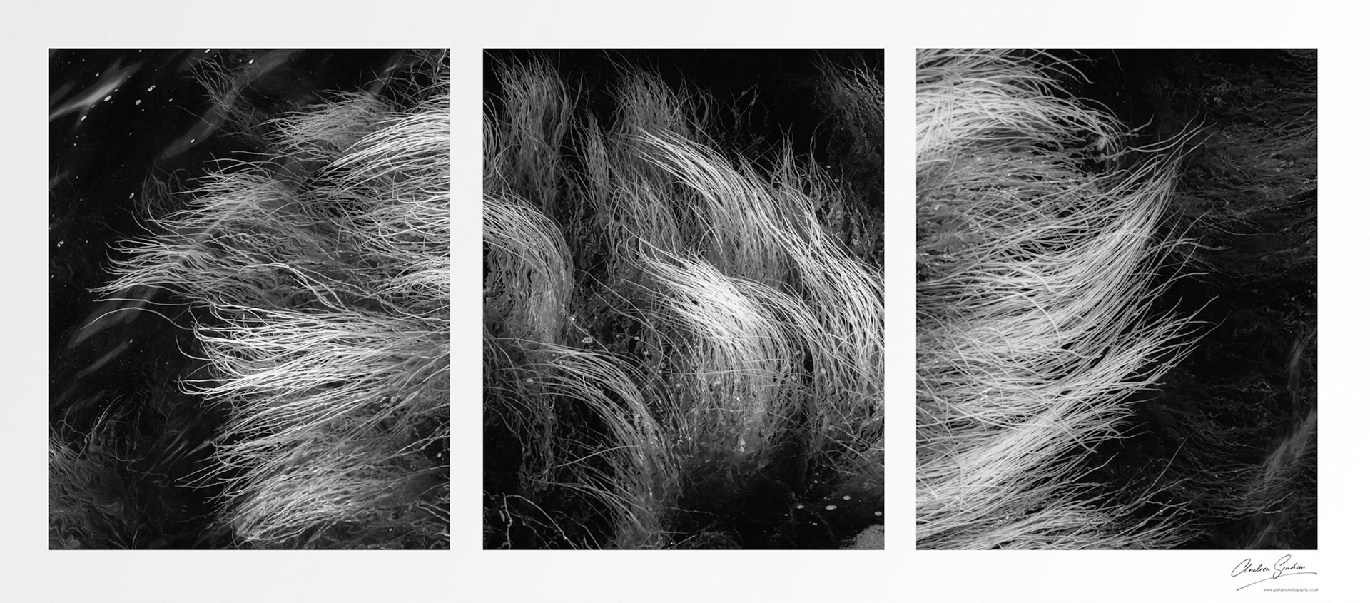 Sea grass infrared, Ploumanach, Brittany