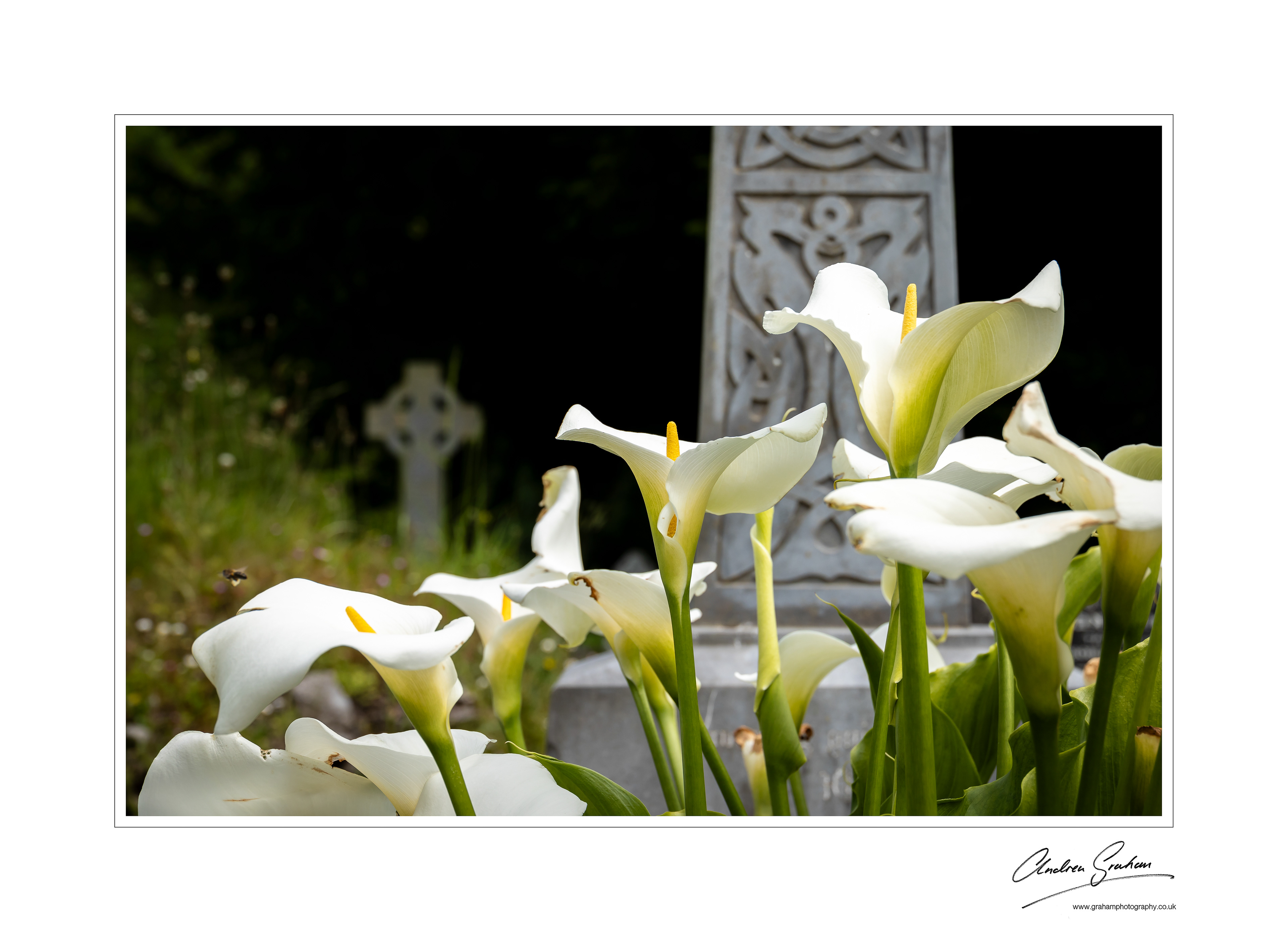 Churchyard, Muckross Abbey