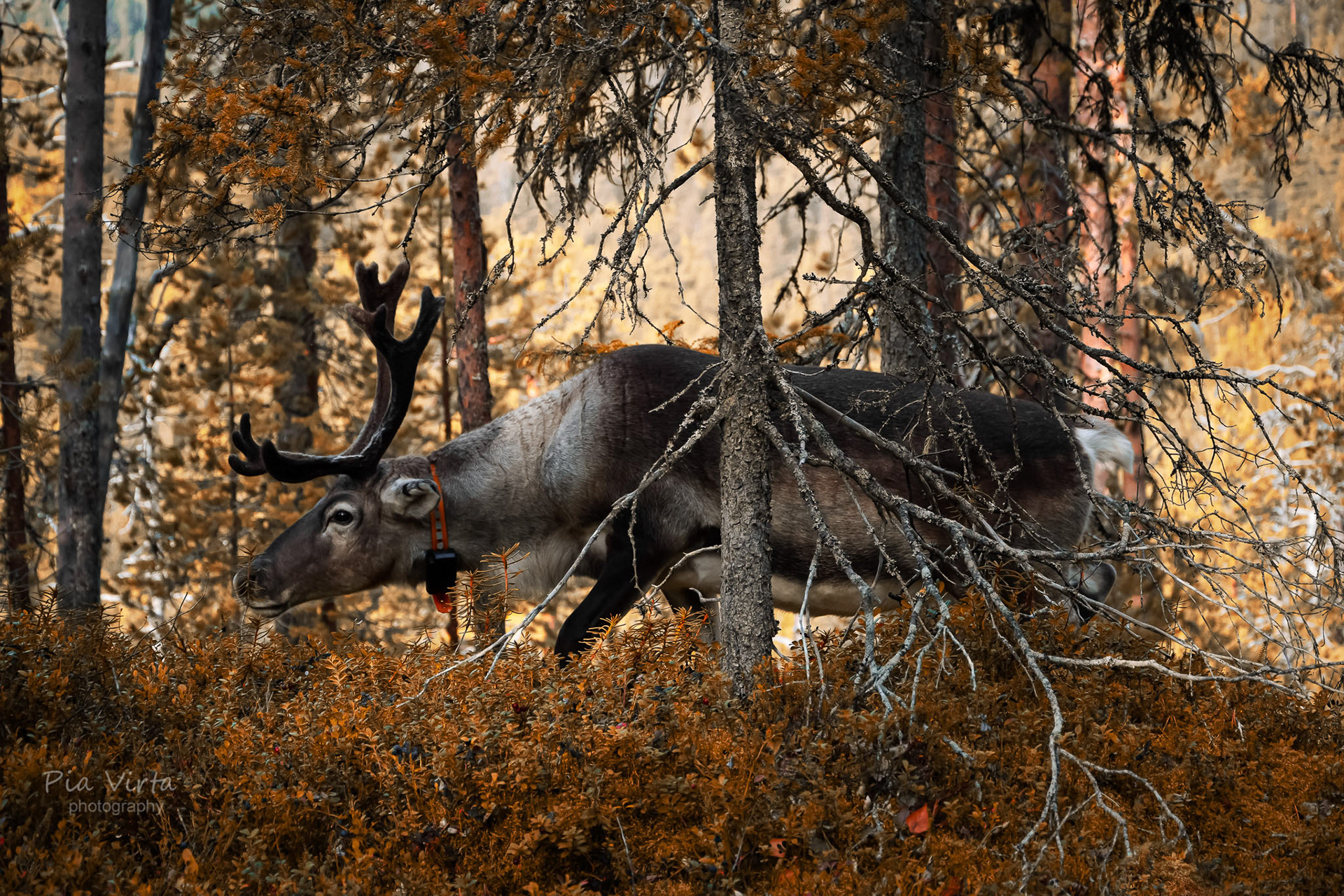 Kuusamo 2024/9