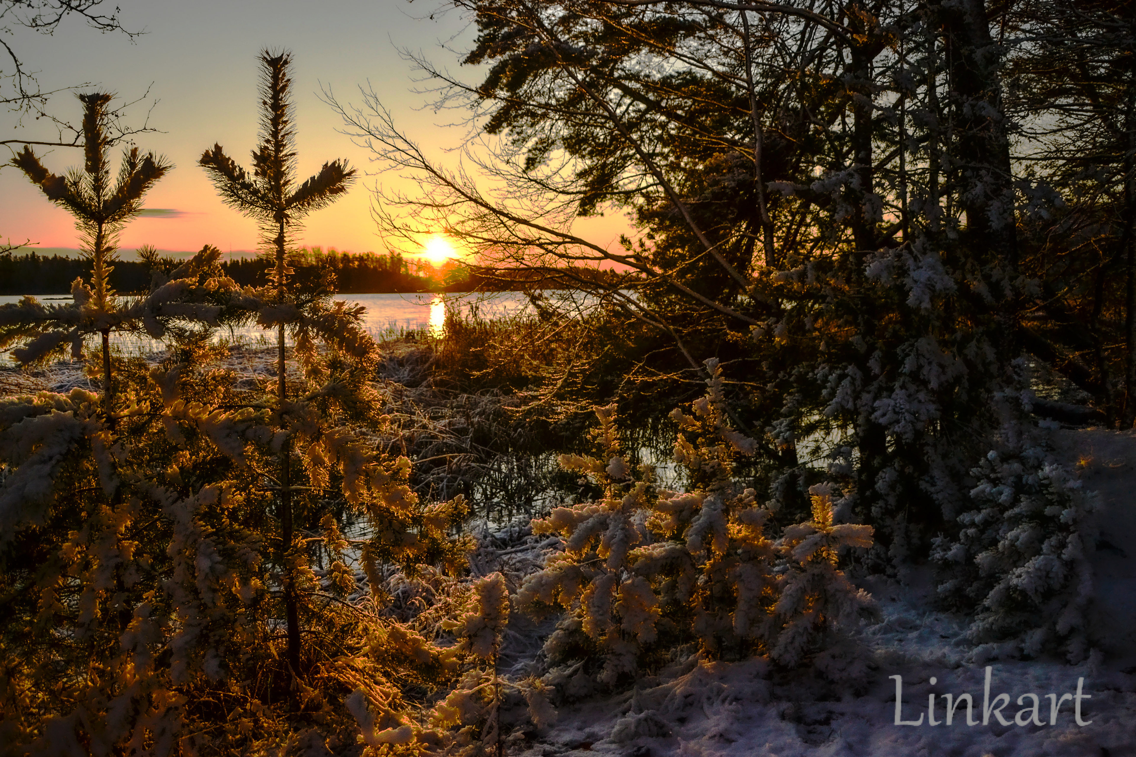 Liessaari 2019