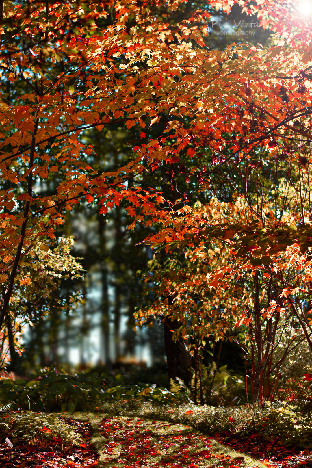 Arboretum Mangolia 2020