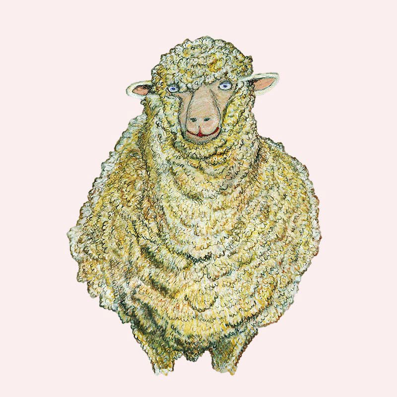 Colour drawing of sheep