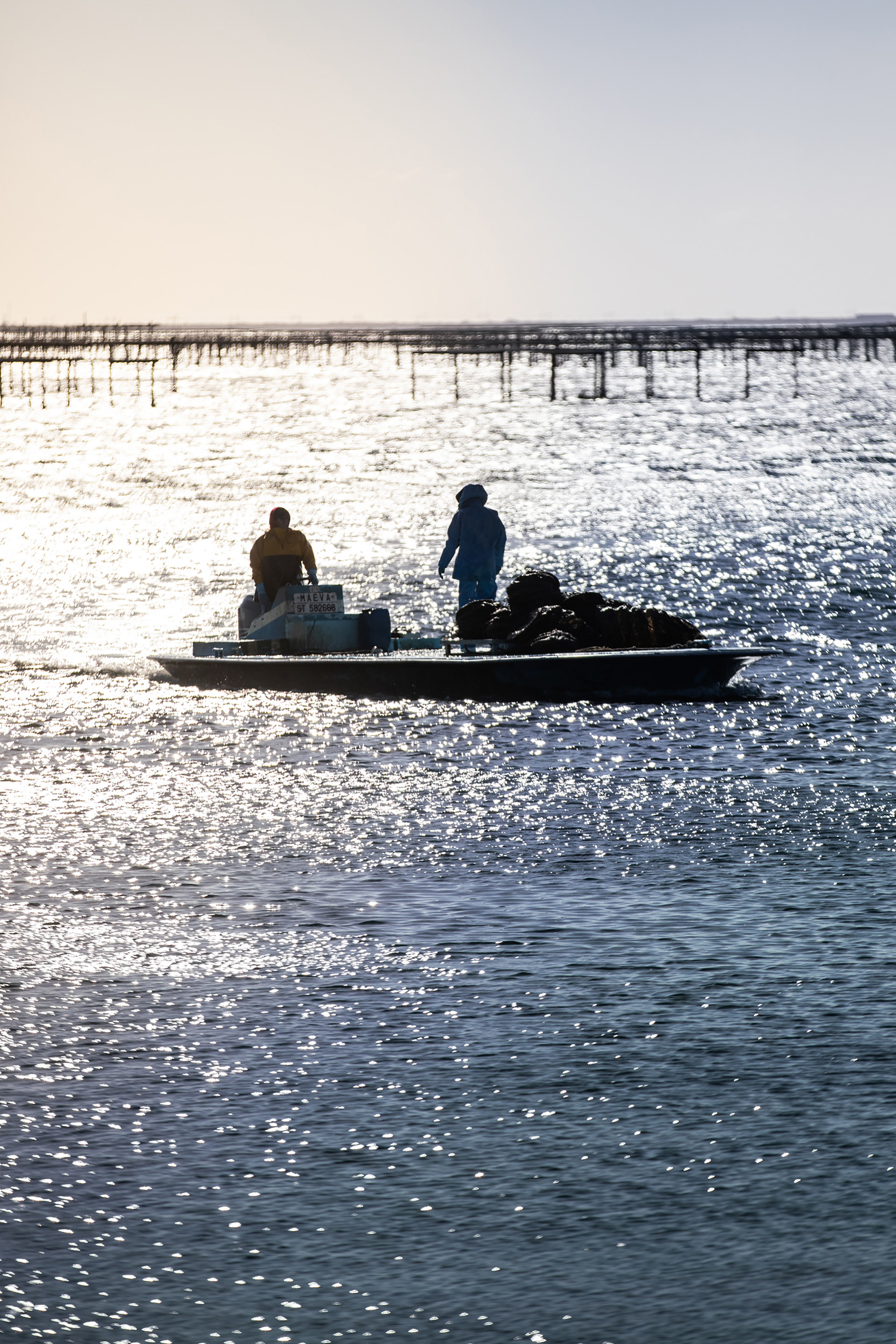Reportage photo pour la société l'ostréiculture Mas St clair