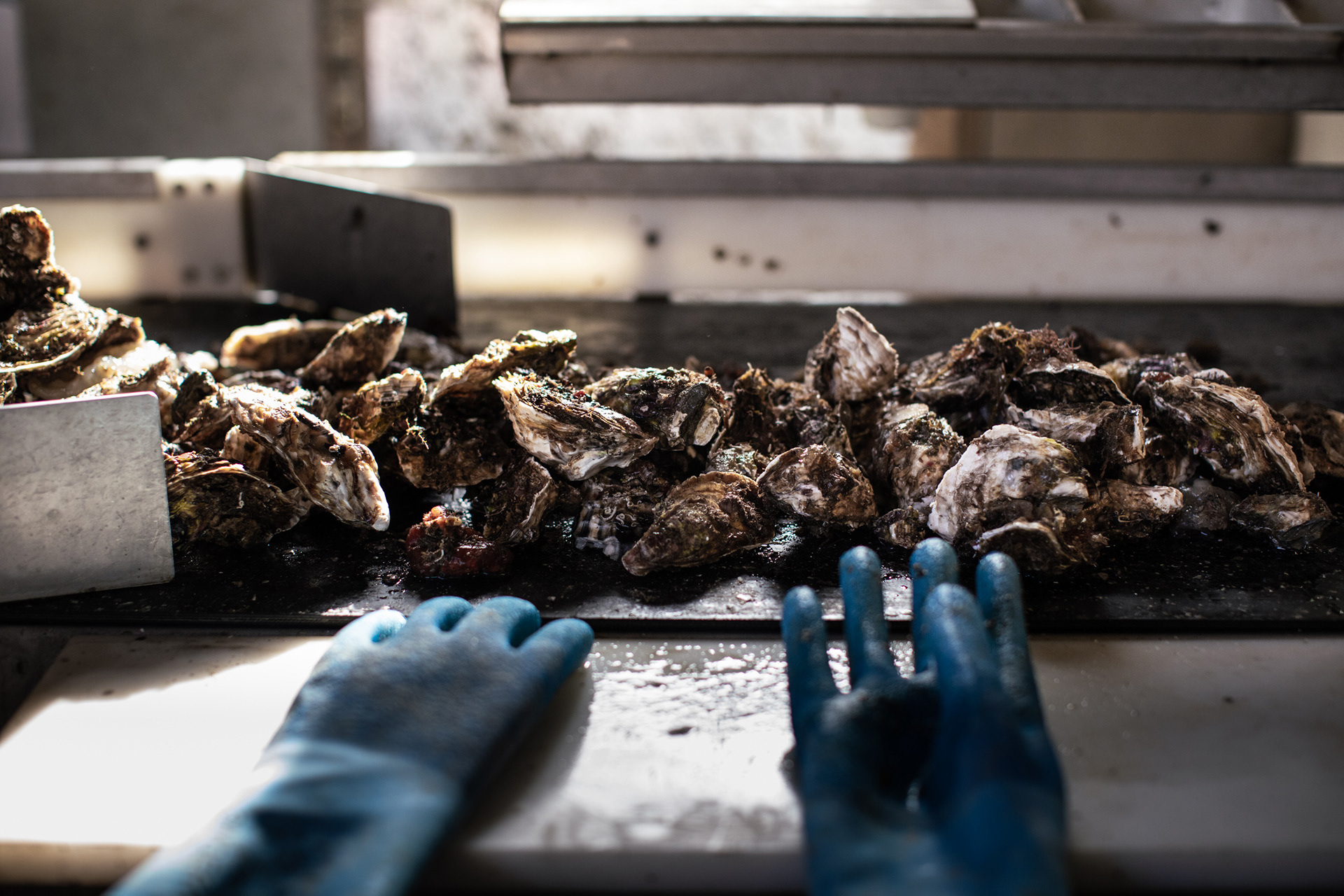 Reportage photo pour la société l'ostréiculture Mas St clair