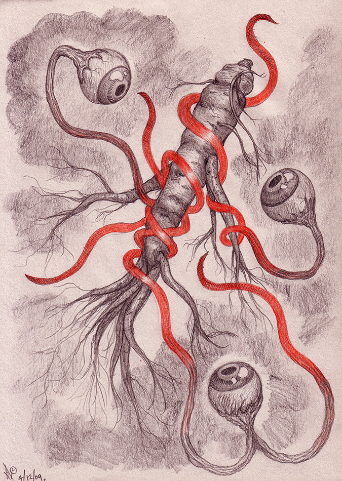 ginseng wrapped with red ribbon and eye balls