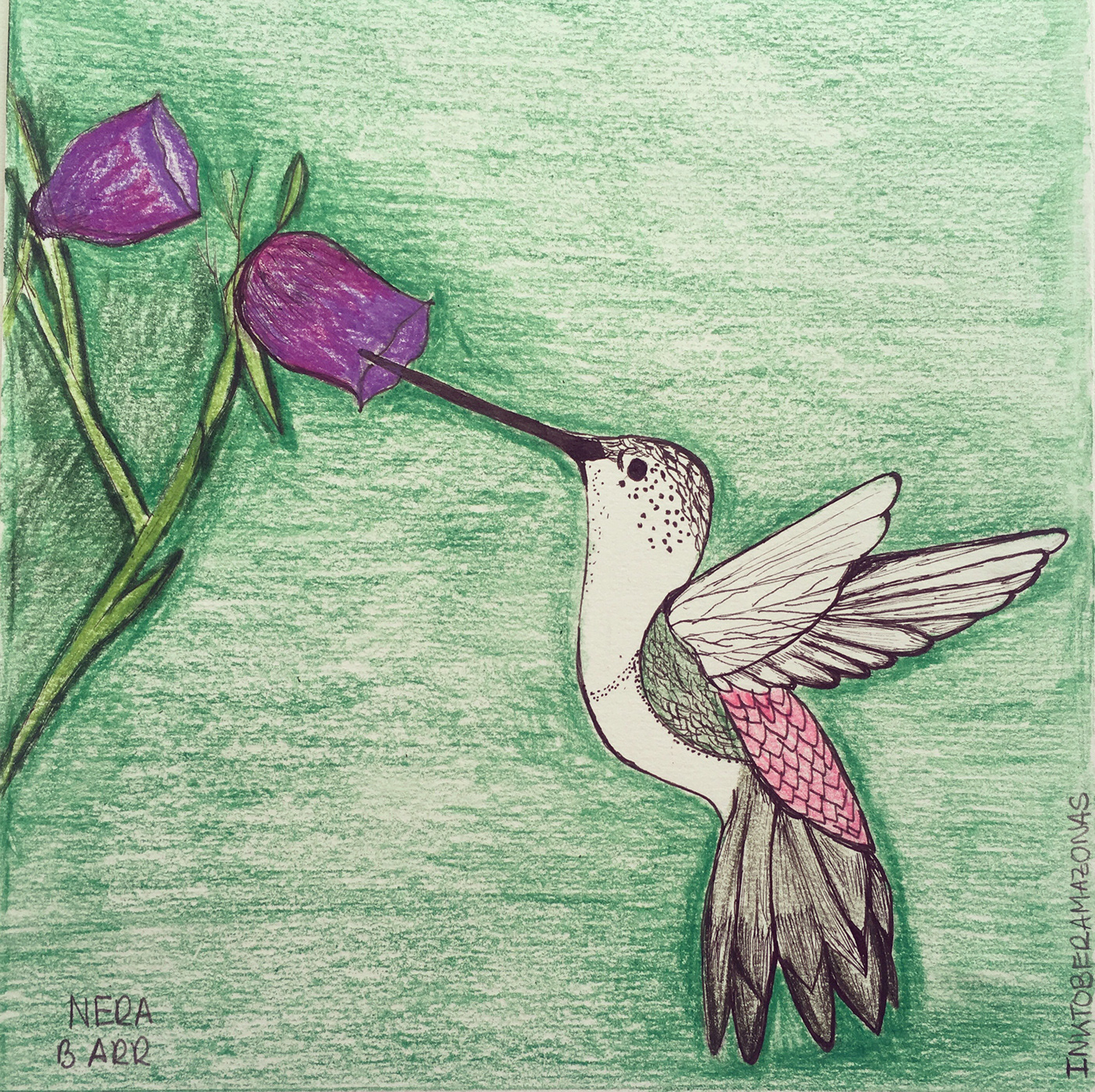 Colibrí