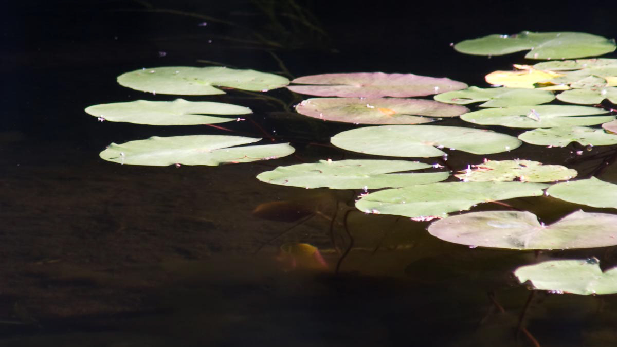 82 – Lac Cornu – Laurentides