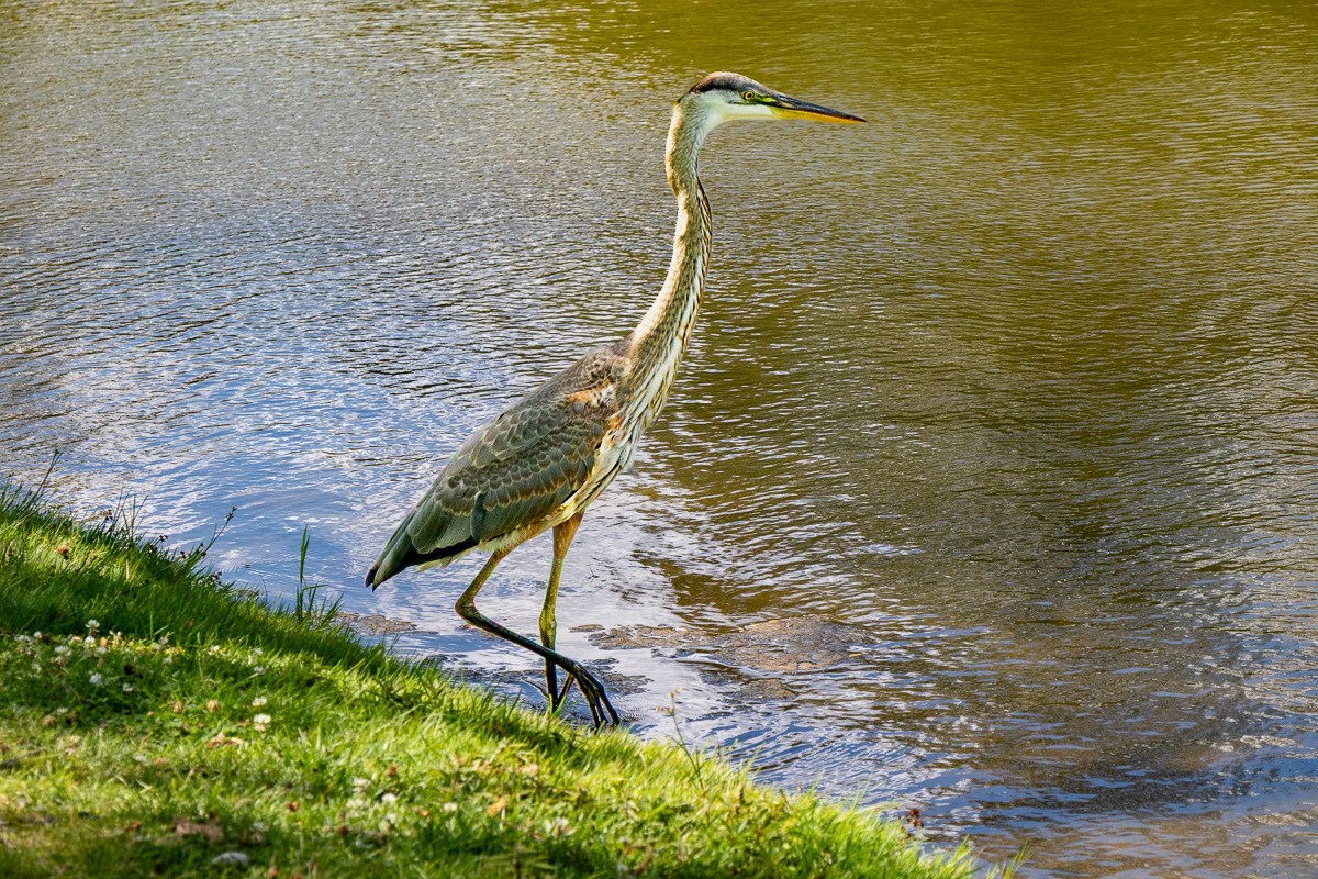 Explorant les rivages de lacs et de rivières,