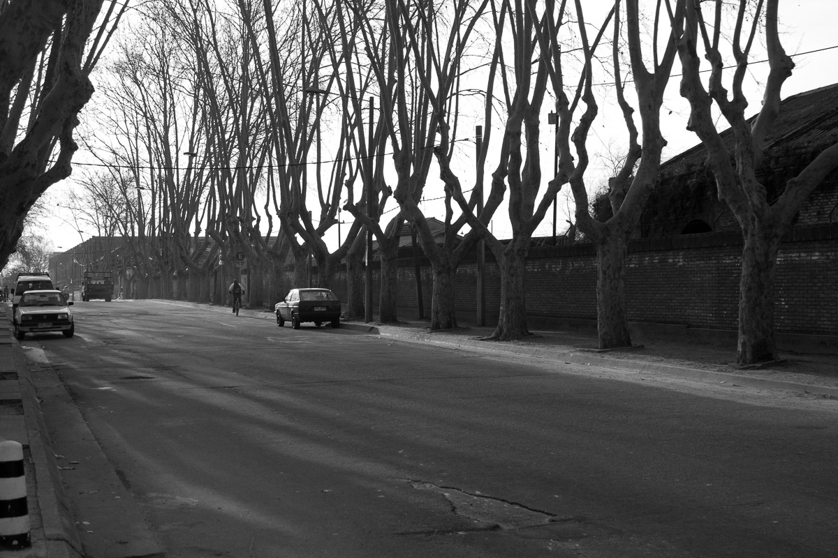 Les arbres sont des squelettes au petit matin dans une rue de Montevideo.