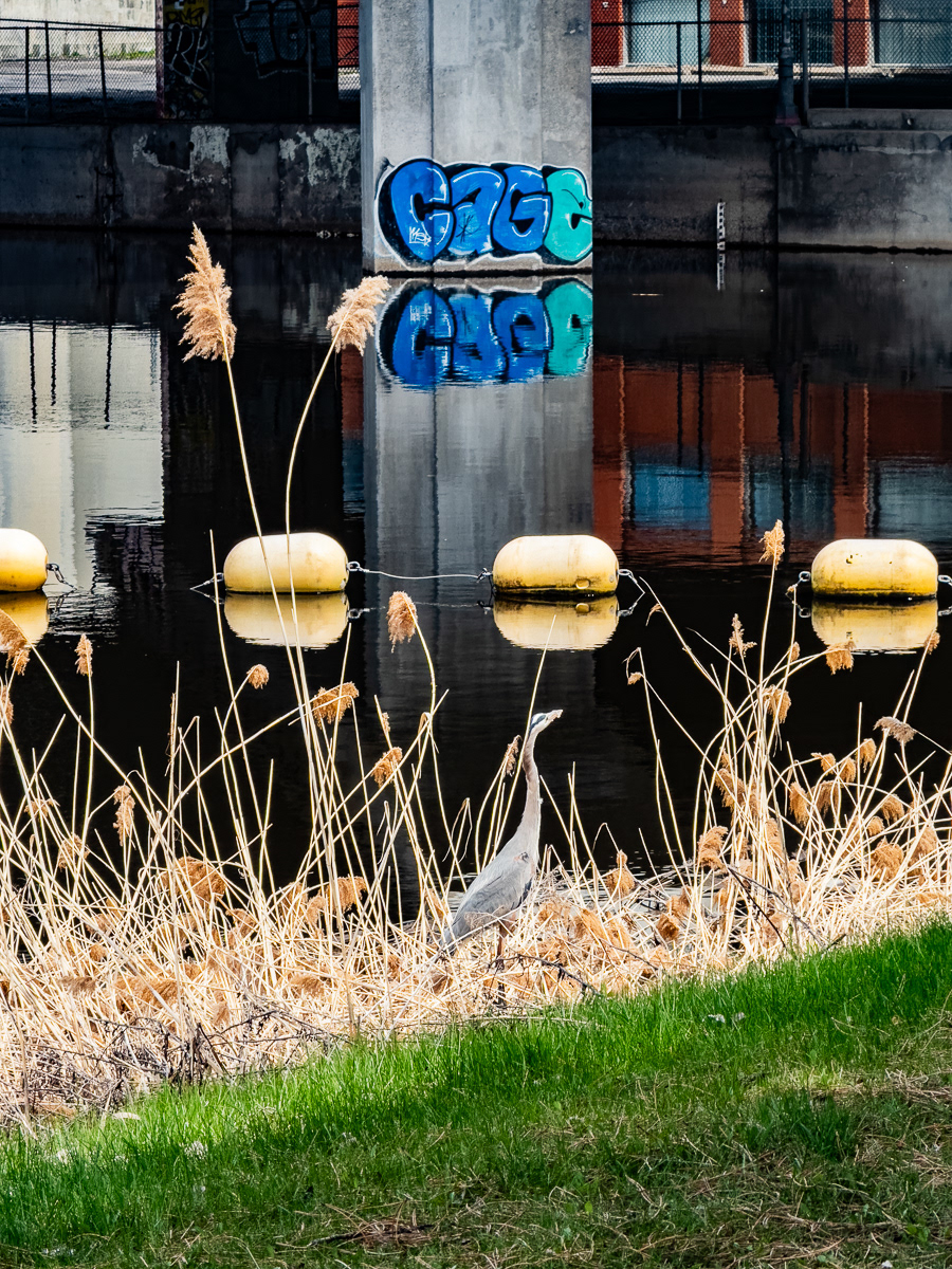 .... dissimulé parmi les joncs séchés d’un bassin urbain bien fréquenté.