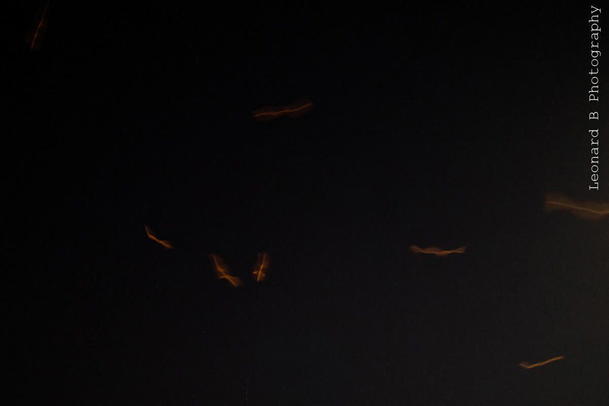 33