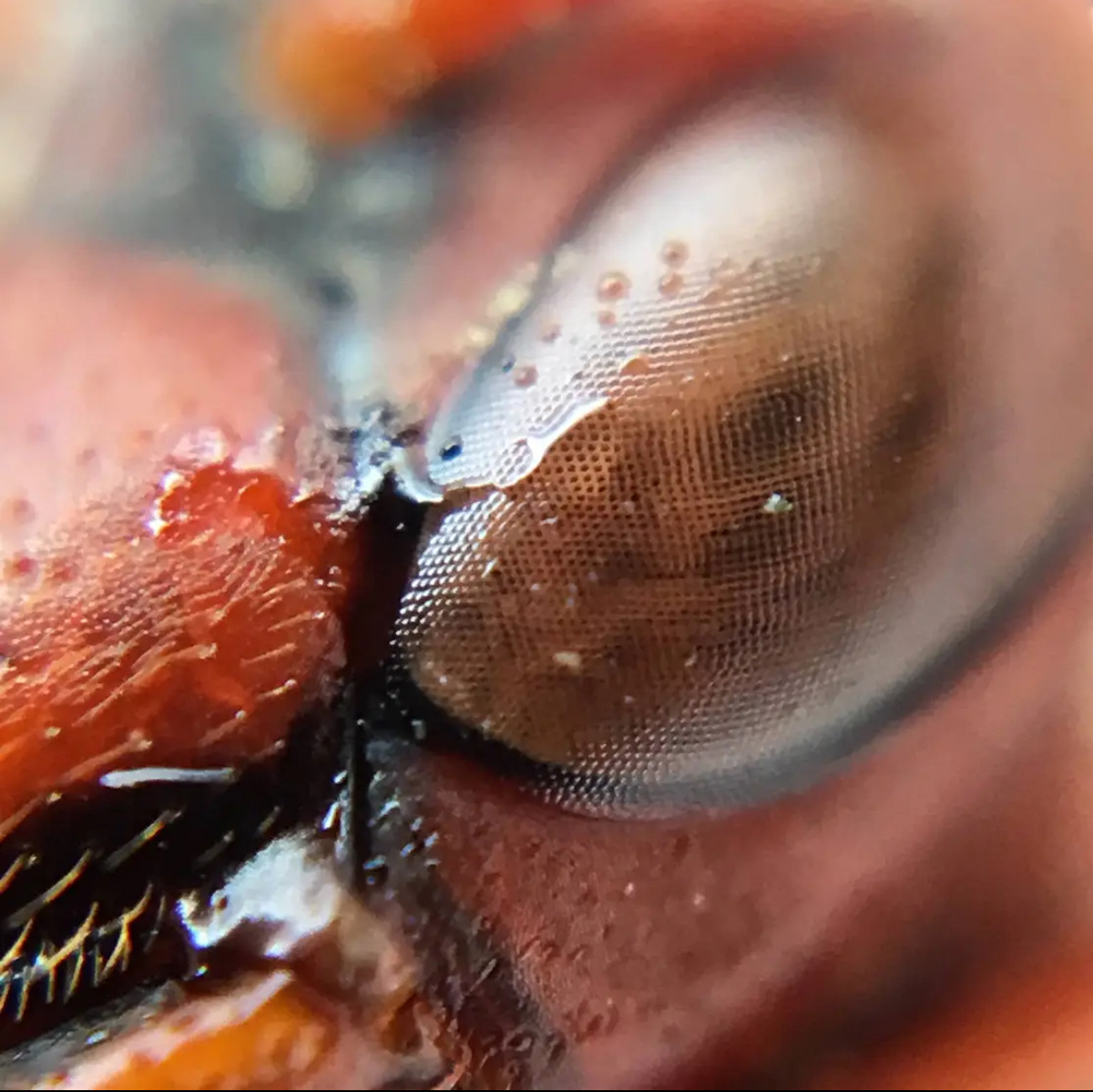 Macro shot of a wasp head