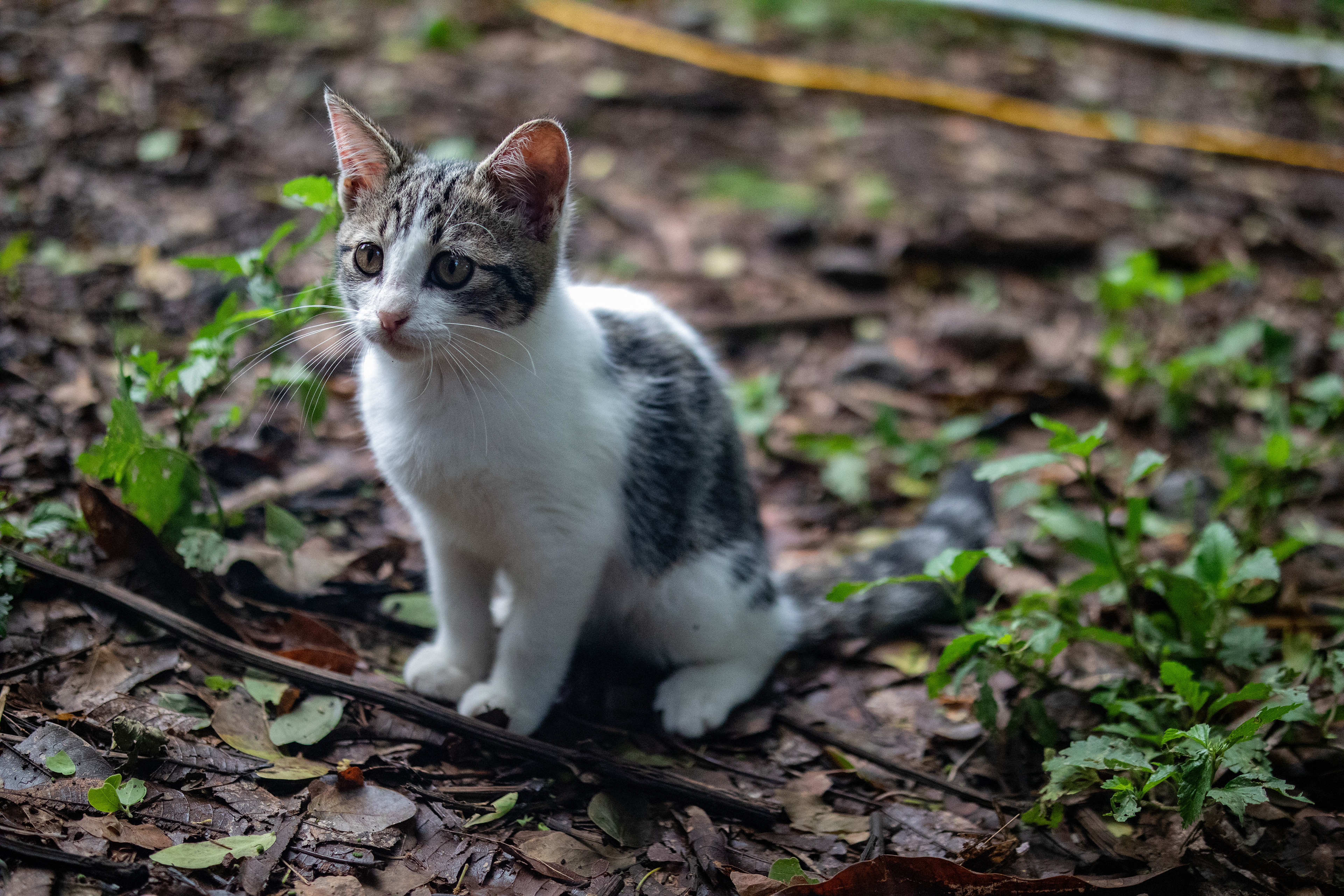 Miso poses patiently