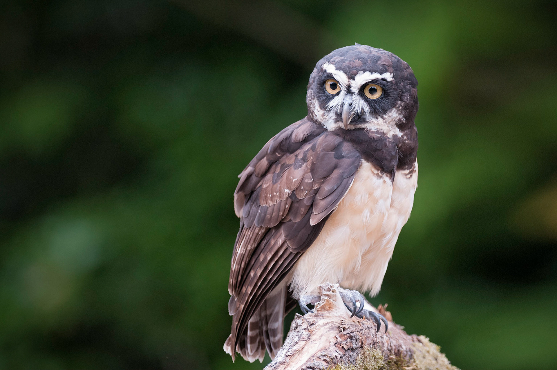 Portrait of a Spectacled Owl (named that way because of the framing around it's eyes).  I really liked the lighting and background here...hope you like it as well!   Thank you for viewing, voting and/or any constructive comments!