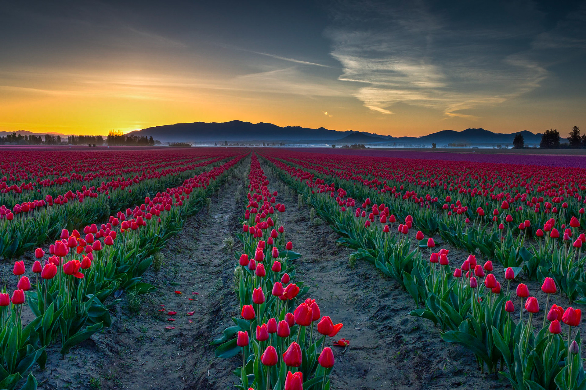 Beautiful Sunrise with a bonus layer of light fog over the Skagit Valley Tulip Farms in Washington State