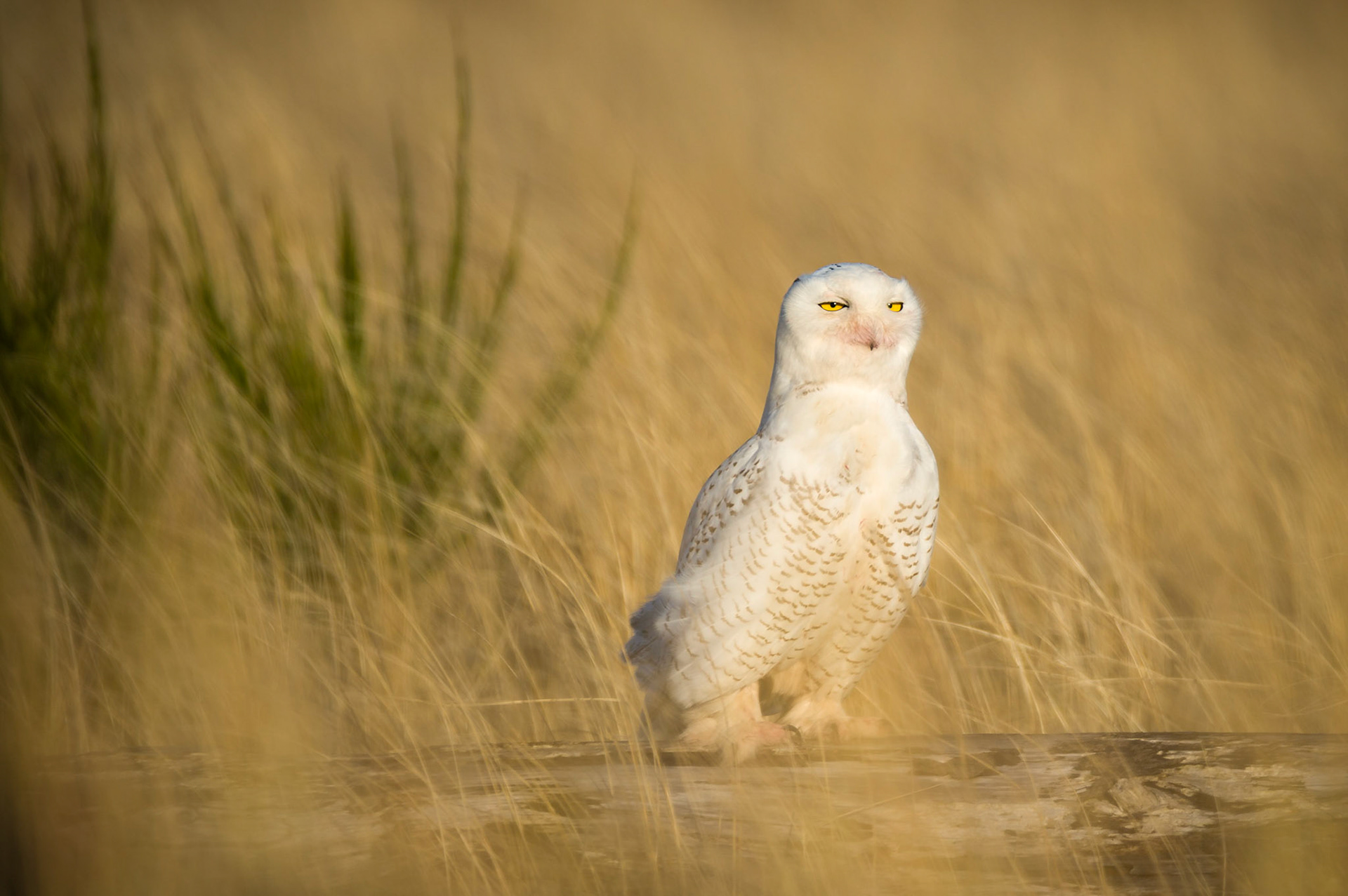 Caught this Snowy in some pretty sweet light as the sun was coming up at Damon Point, Ocean Shores Washington. Thank you for viewing, voting and/or any constructive comments!