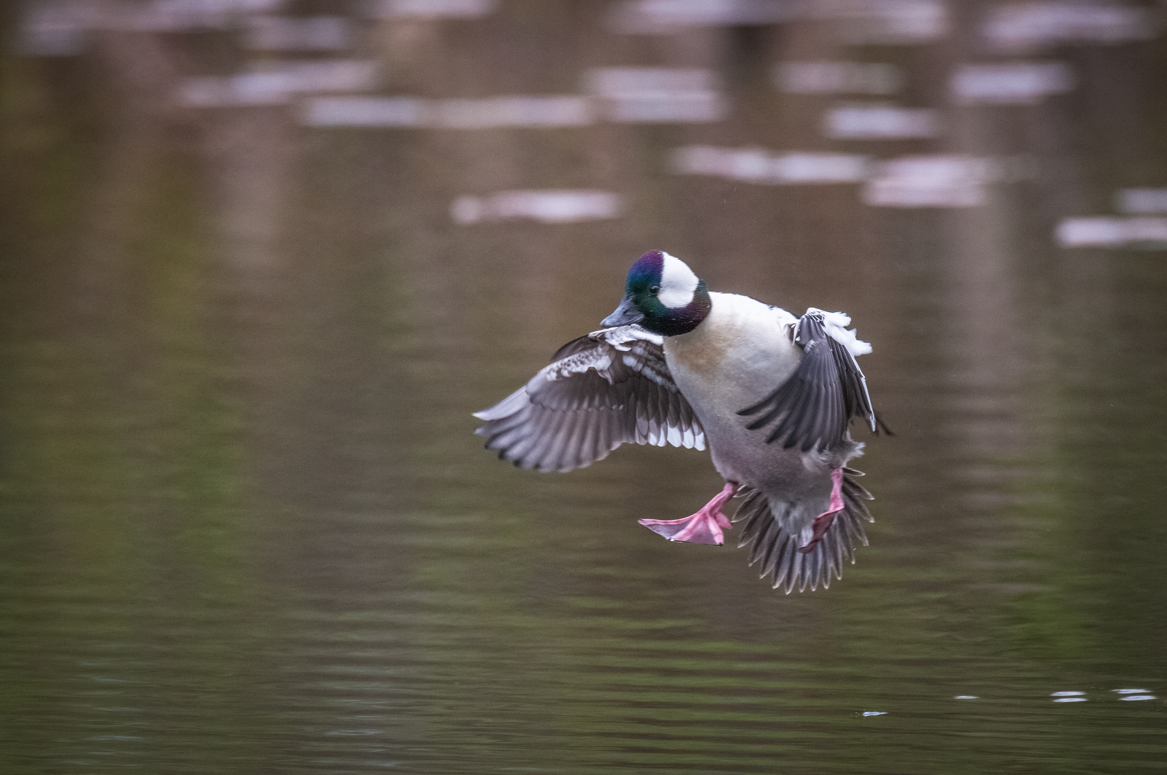 Bufflehead Landing