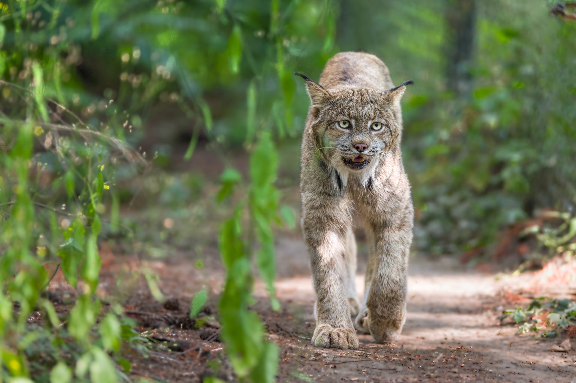 Canadian Lynx