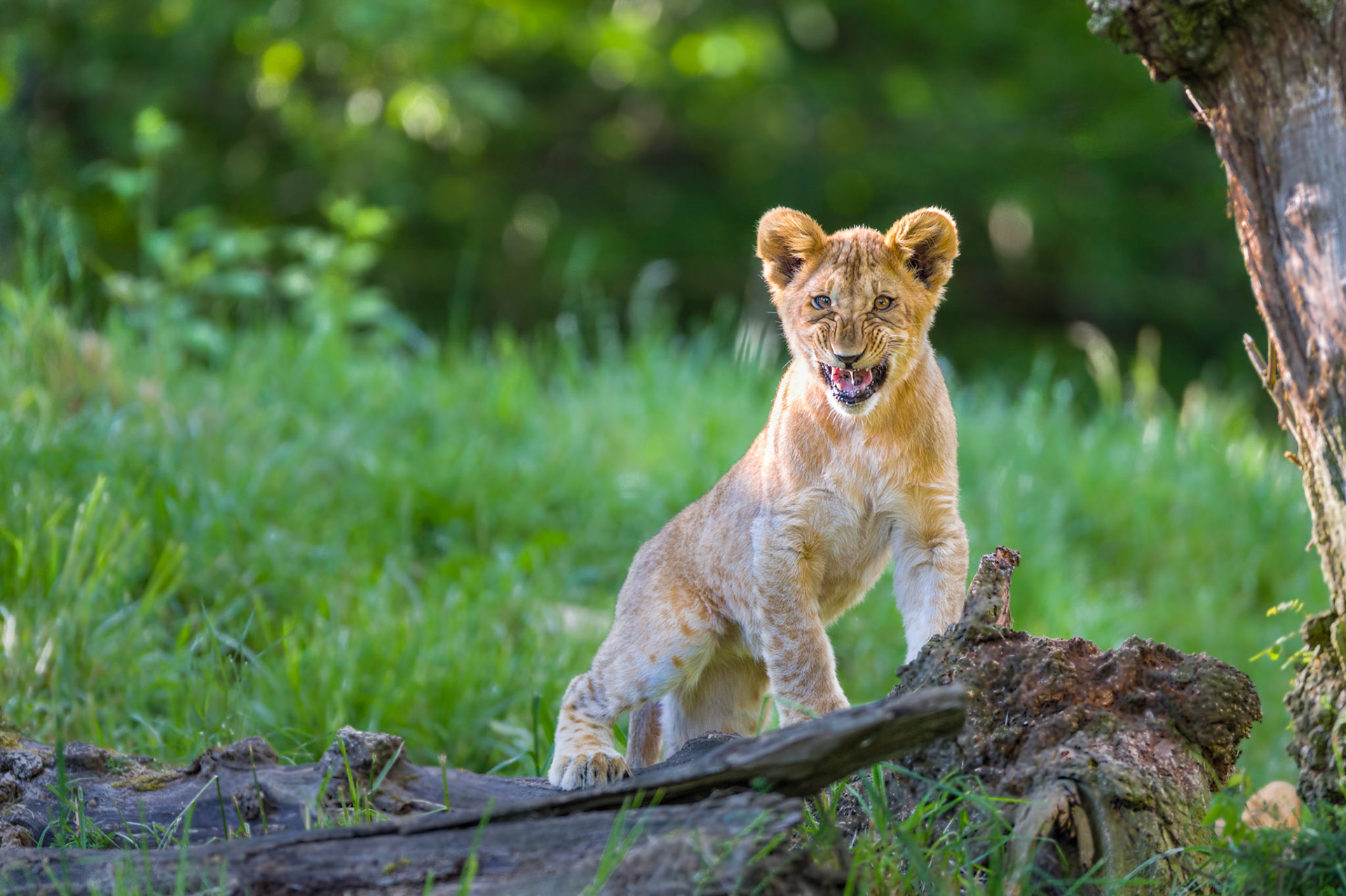 Six month old lion cub practicing his Big Lion Growl!       Thank you to everyone for taking a moment to view my work, for voting and/or for any constructive comments!