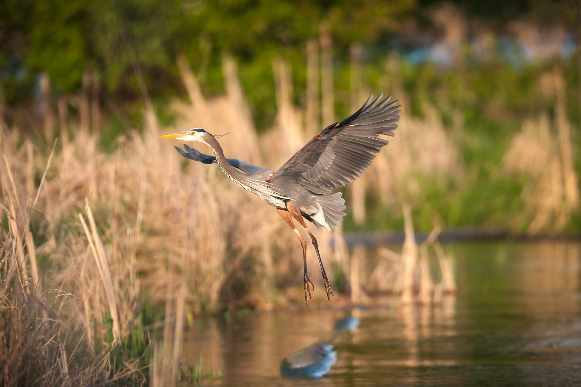Depending  on your point of view the Great Blue Heron can seem graceful/ almost ballerina like or just plain prehistoric/like a creature out of Jurassic Park? In any case they are an interesting bird to watch in their natural habitats!