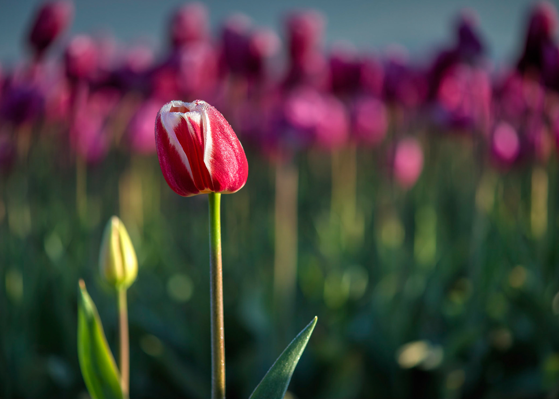 First sunrise light hitting a lone tulip covered by dew drops.