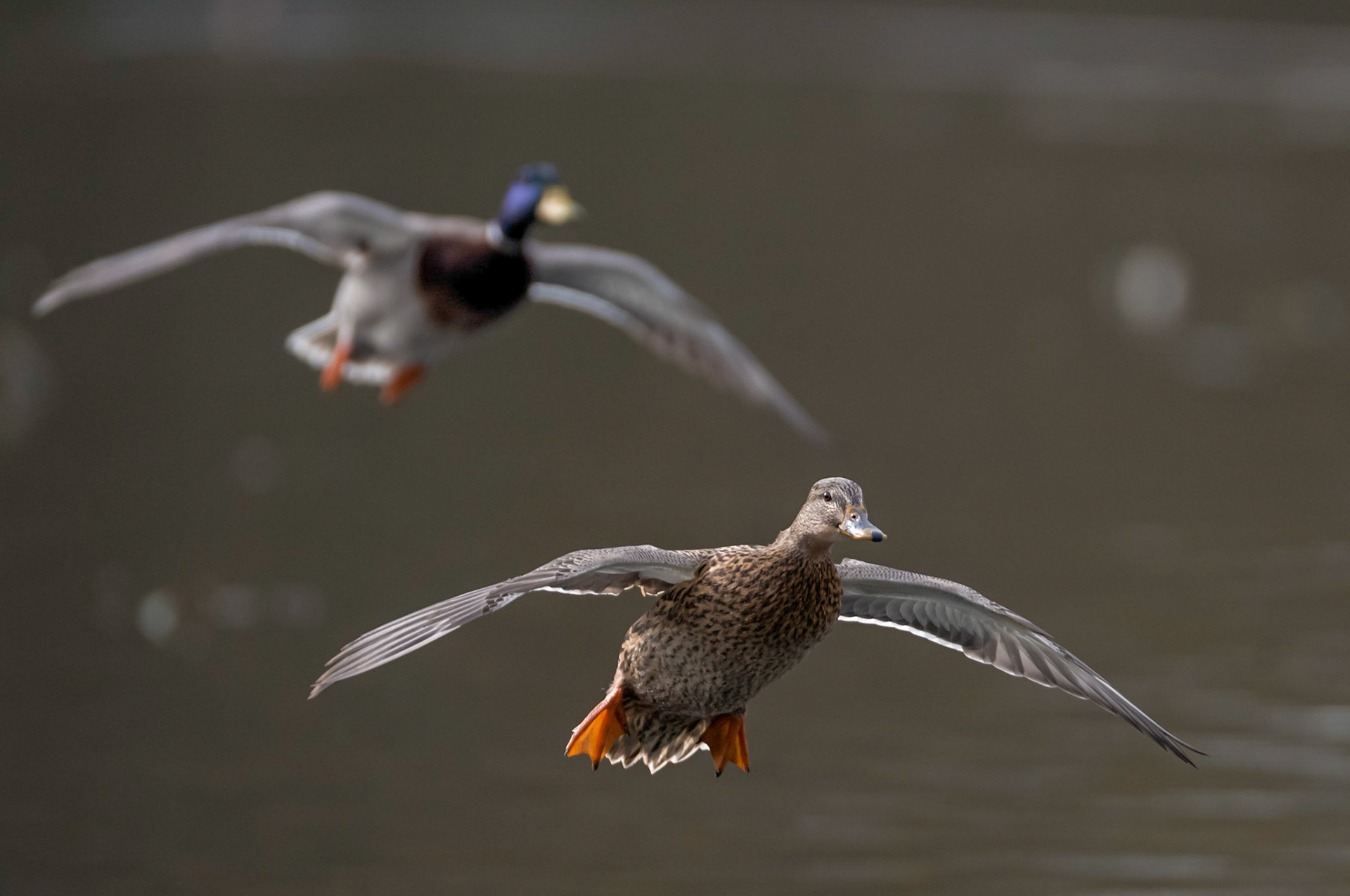 I liked the backlight on this pair of mallard ducks. The male"wingman" was not about to let the female get to far out of his sight!    Thank you for viewing, voting and/or any constructive comments!
