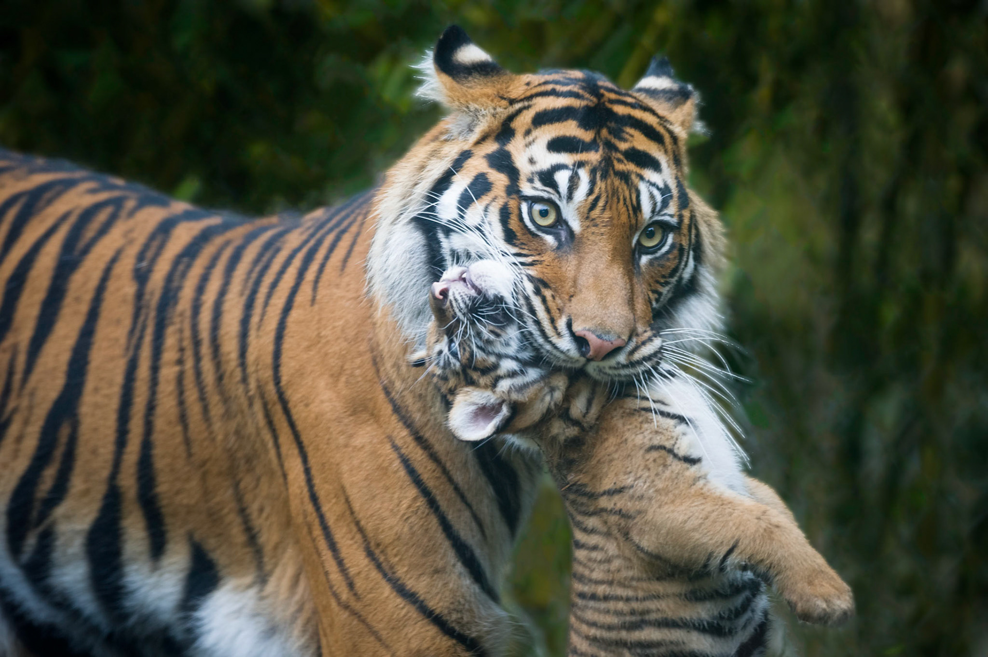 This female Sumatran Tiger decided to move her 2 month old cub to a safer location as tigers do by gentlly holding the little one by the scruff of the neck in her mouth!      Thanky you for viewing, voting and/or any constructive comments!
