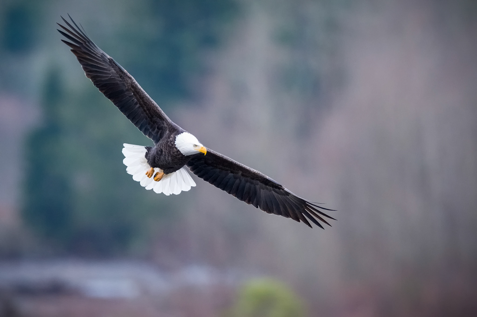 This Bald Eagle was soaring high over the Nooksack River (seen in the background) on an early winter morning hunt for spawning salmon. The Nooksack River is located in the Mt Baker region in Northern Washington State near the Canadian border. This area is near the town of Deming, Washington and is believed to have the largest concentration of Bald Eagles in the lower 48 states during the salmon runs.   Thank you for viewing, voting and/or any constructive comments!