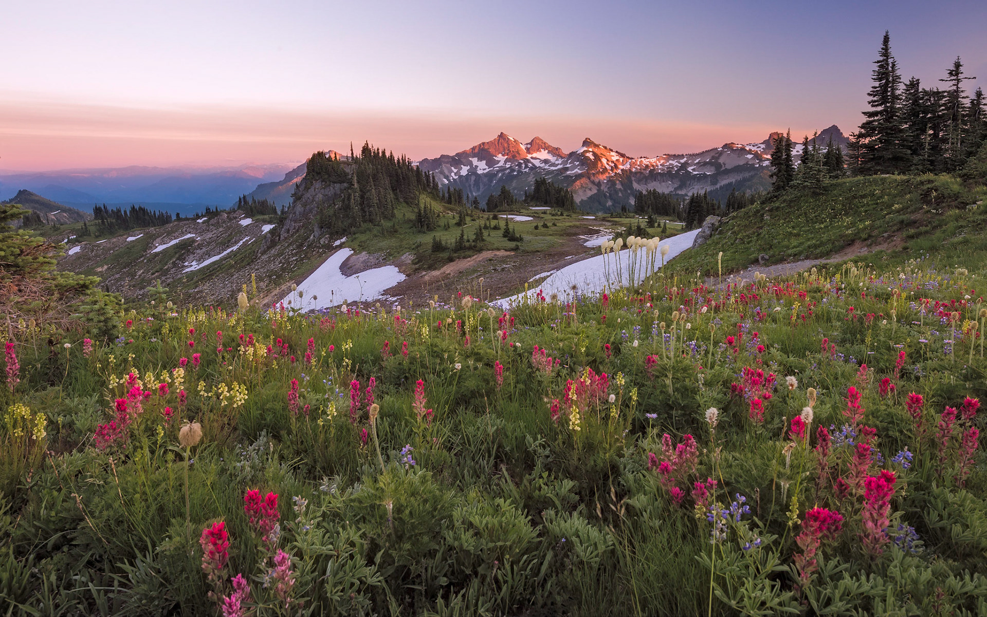 Subalpine gardens of Paradise meadows, Mt. Rainier National Park. The view is looking East at the sun-kissed Tatoosh Range from the base of Mt. Rainier (approx. 6500 ft. level).       Thank you to everyone for taking a moment to view my work, for voting and/or for any constructive comments!