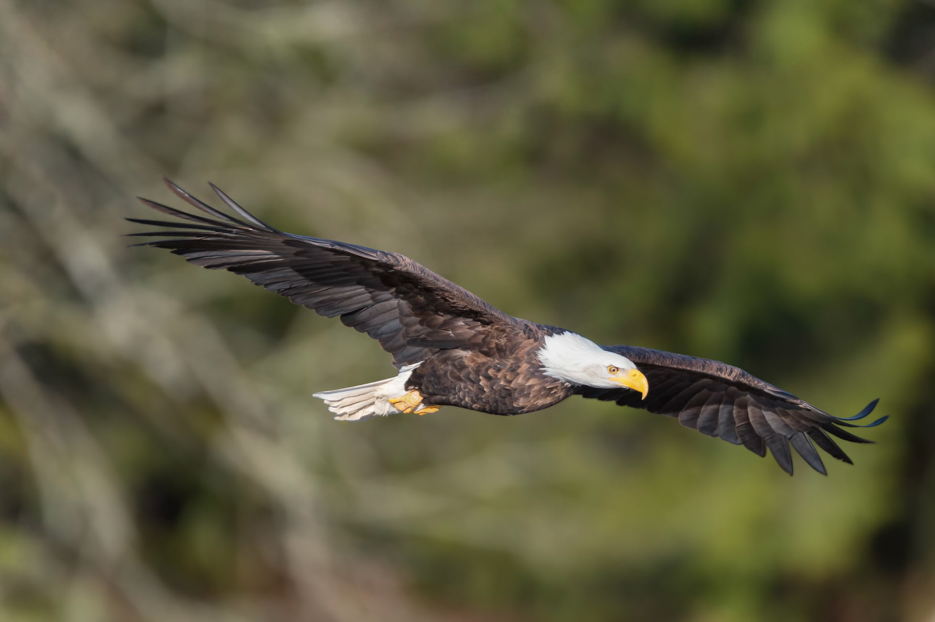 Bald Eagle Flight Over the Nooksack River in the northweatern part of Washington State. Thank you to everyone for taking a moment to view my work, for voting and/or for any constructive comments!